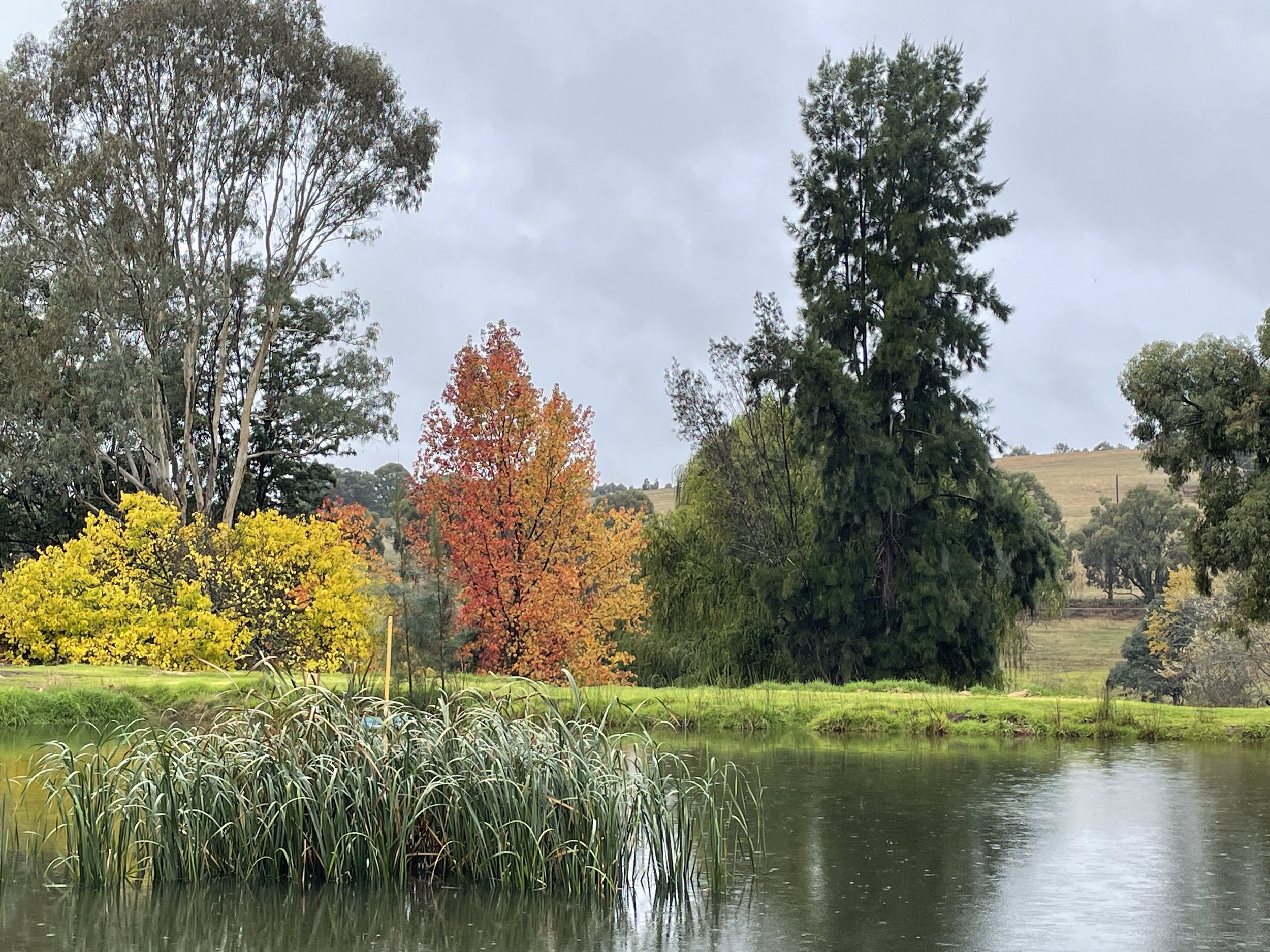 A peaceful lake in Hester Valley surrounded by trees showing fall/autumn foliage with vibrant yellow, orange, and green leaves, under a cloudy sky.