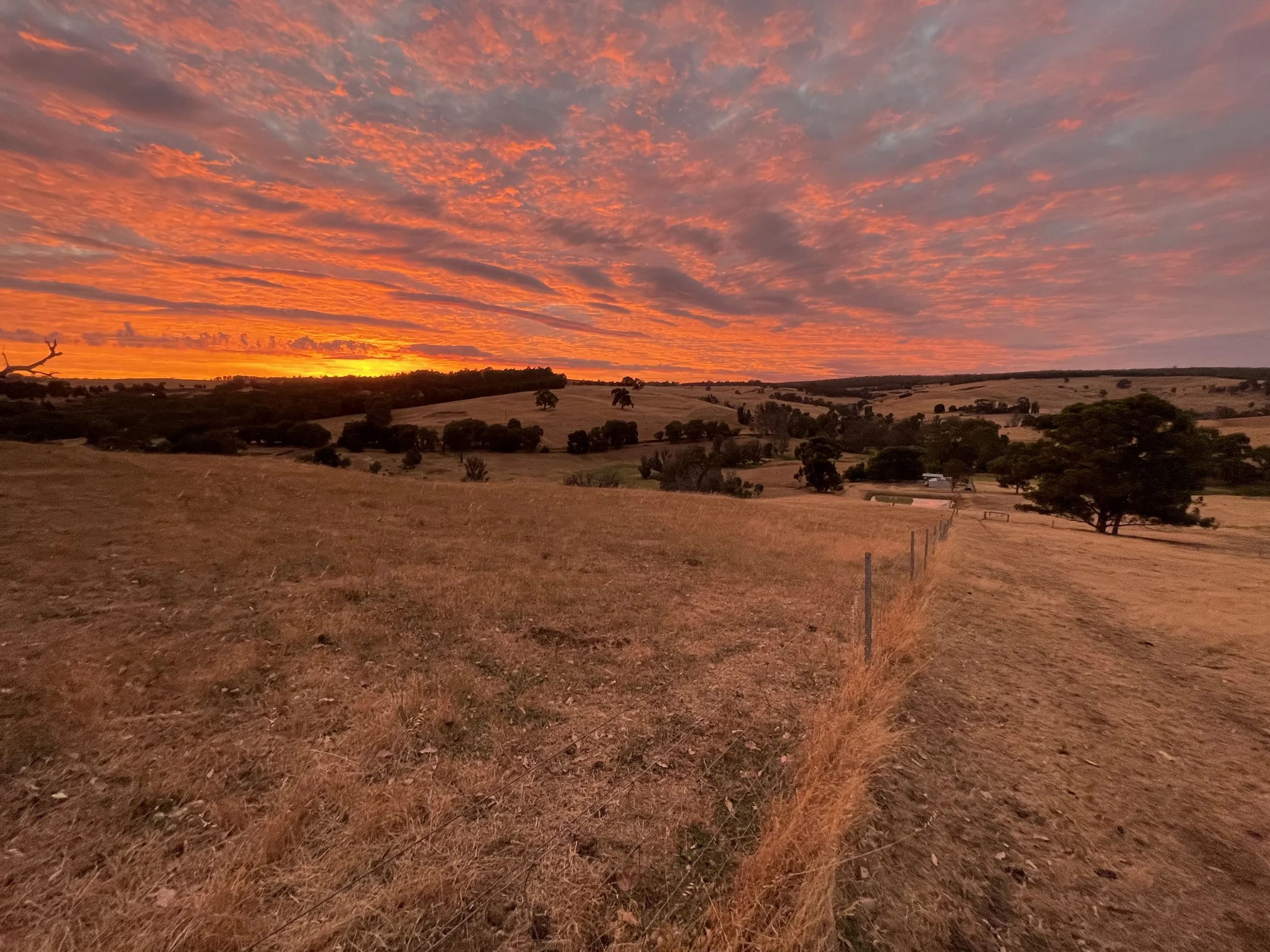 A rural Bridgetown landscape at sunset with a colorful sky filled with orange and pink clouds, rolling hills, scattered trees, field with a fence dividing the land.