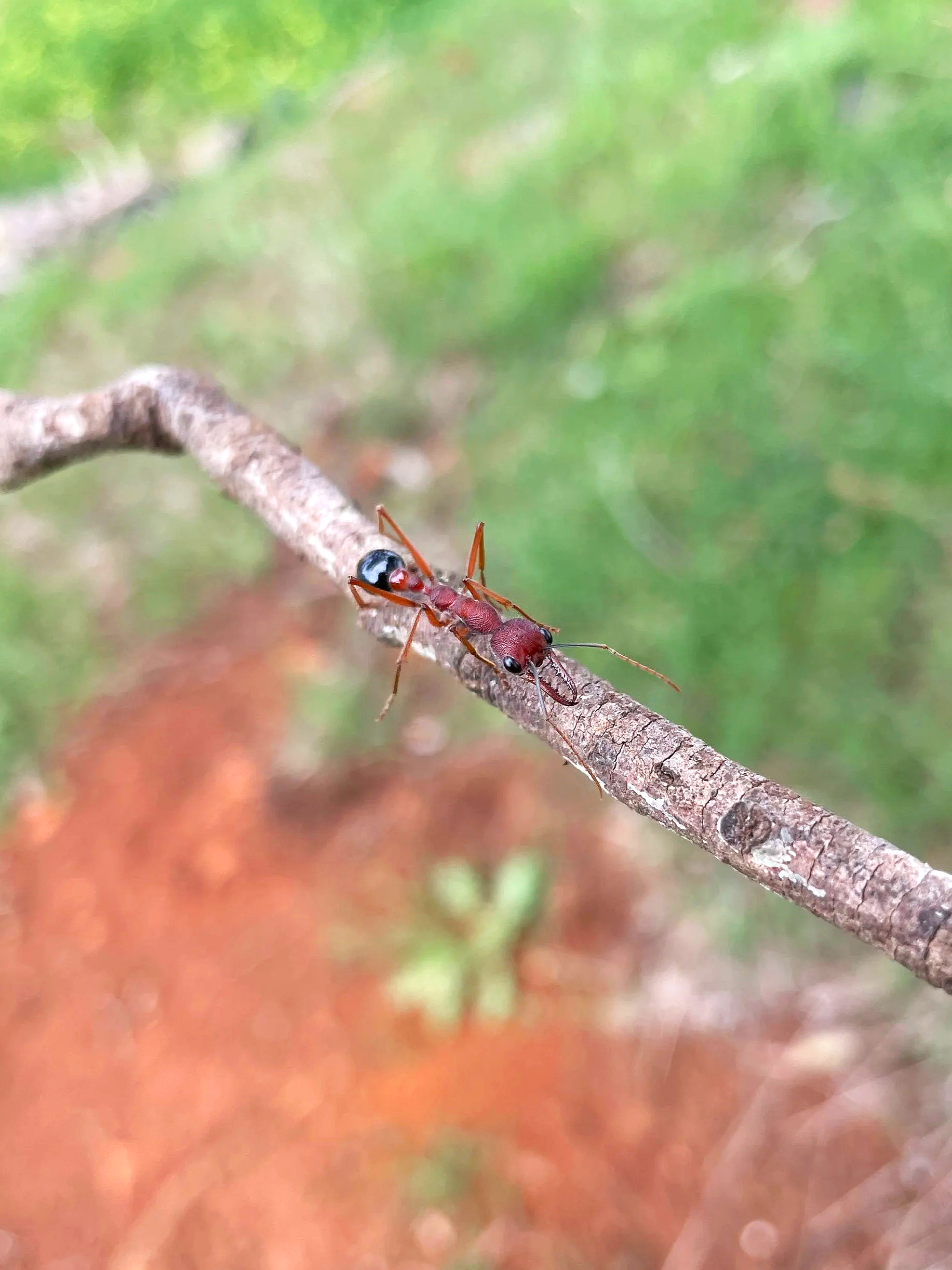 A close-up of a bull ant on a thin tree branch with a blurred background of green foliage and reddish-brown ground.