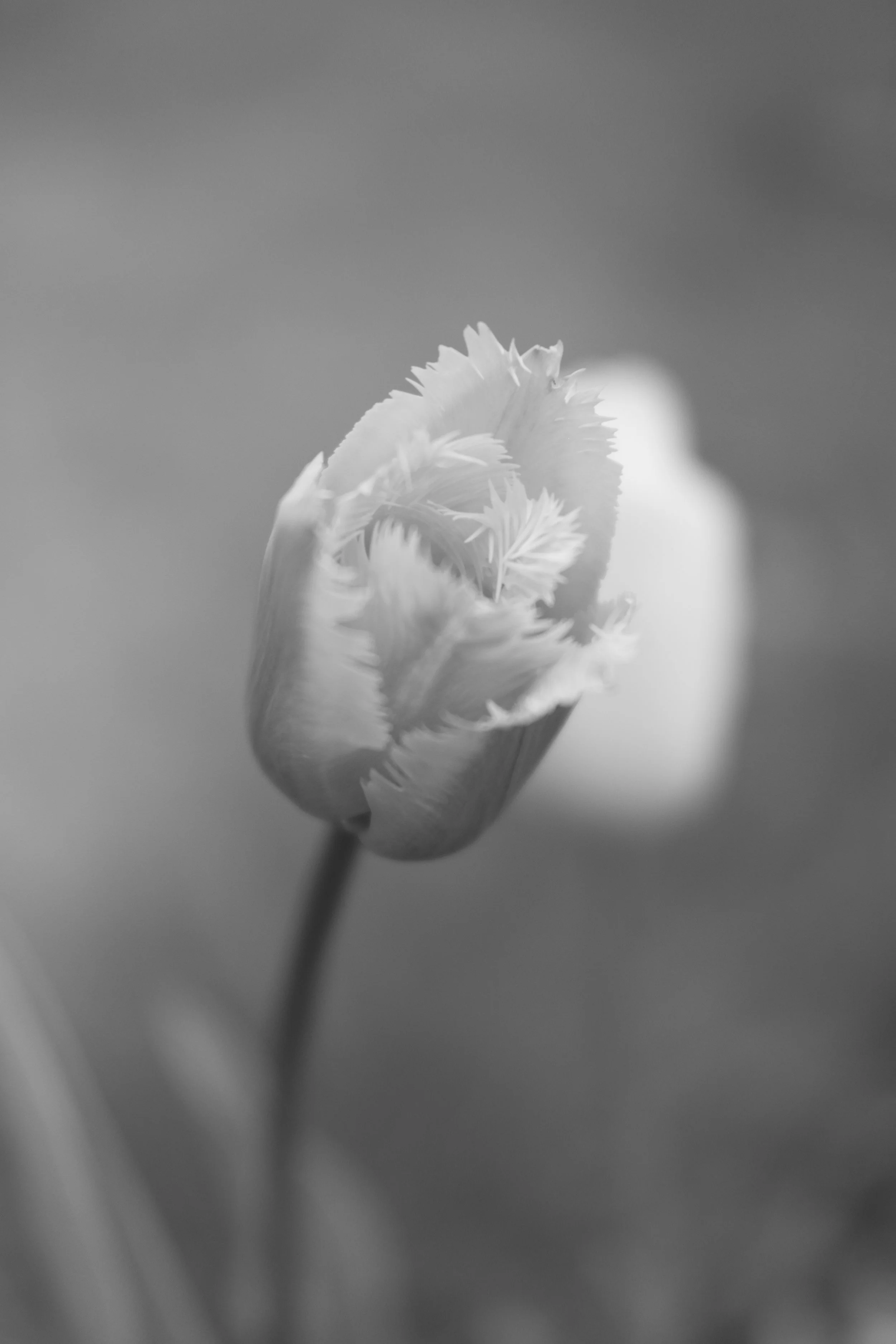 Avril 22 - Fuji-367.jpg