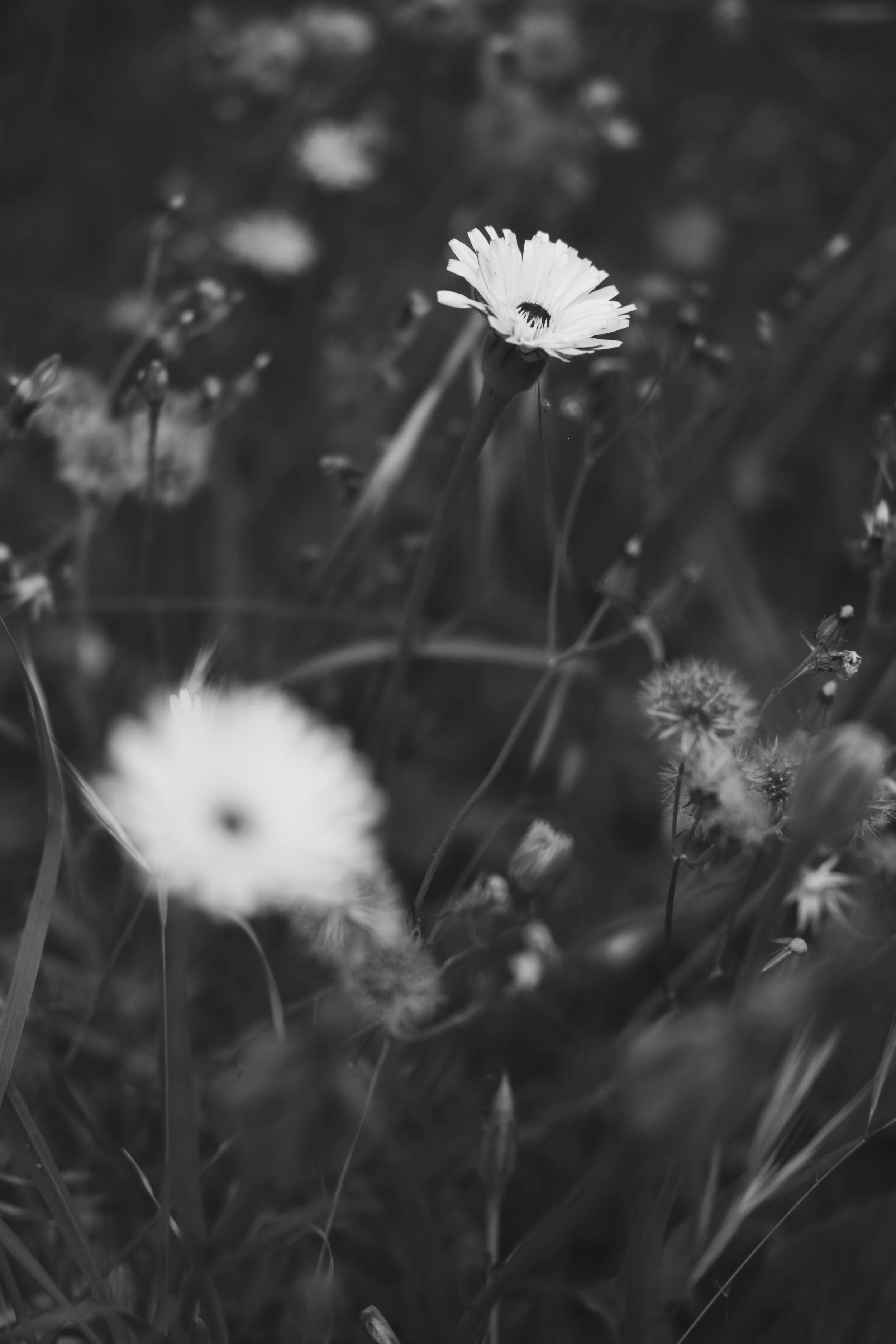 Mai 06 - Fuji Agay-307.jpg