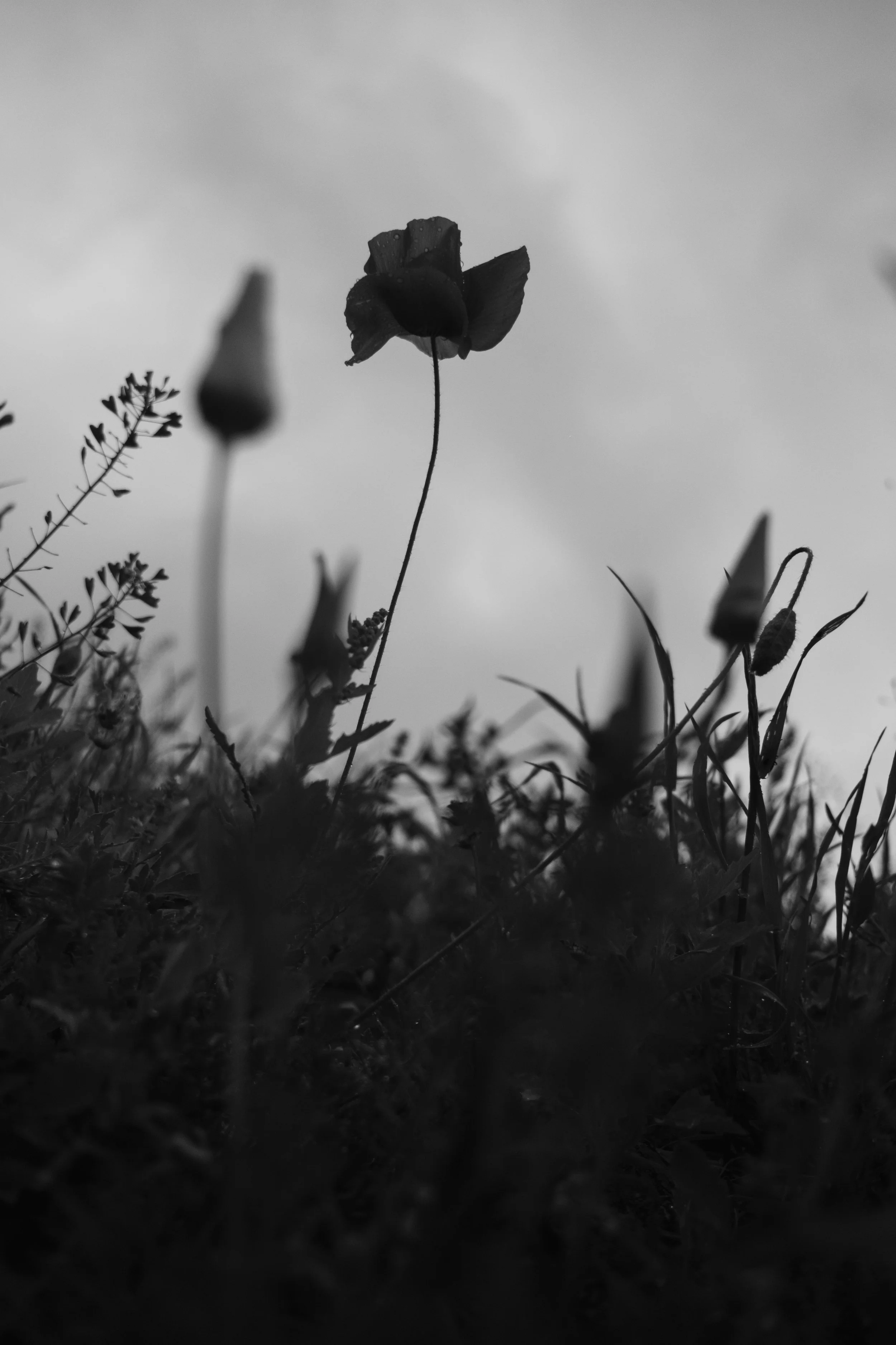 Mai 06 - Fuji Agay-65.jpg