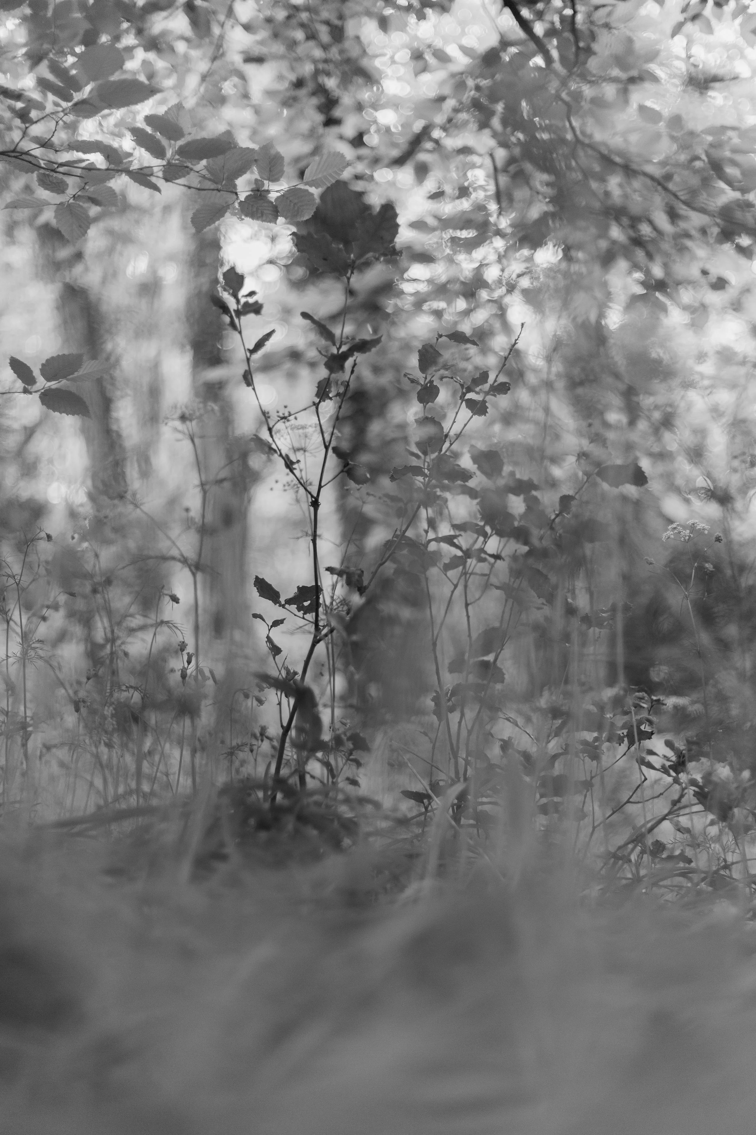 Avril 29 - Canon-18.jpg