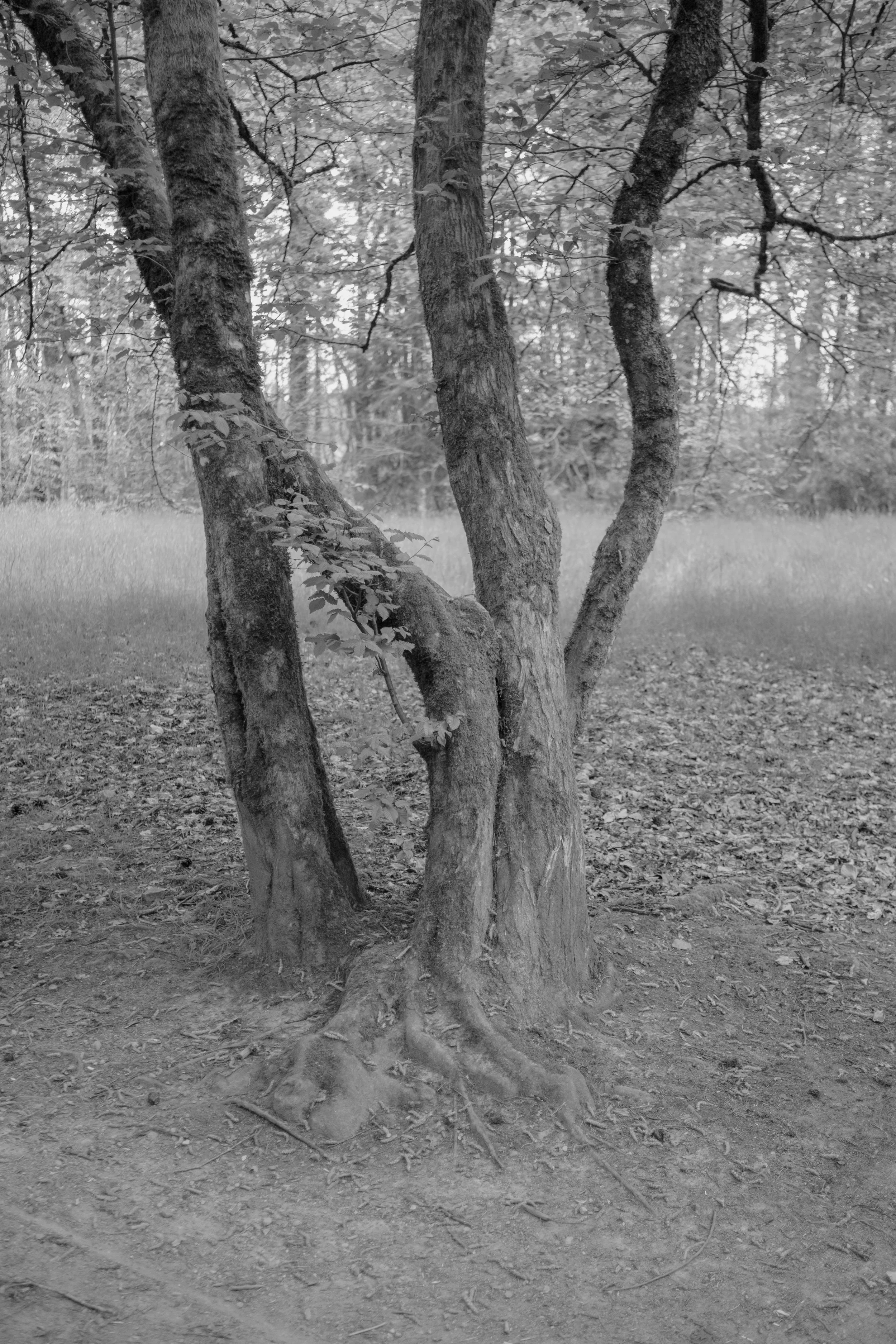 Avril 22 - Fuji-20.jpg