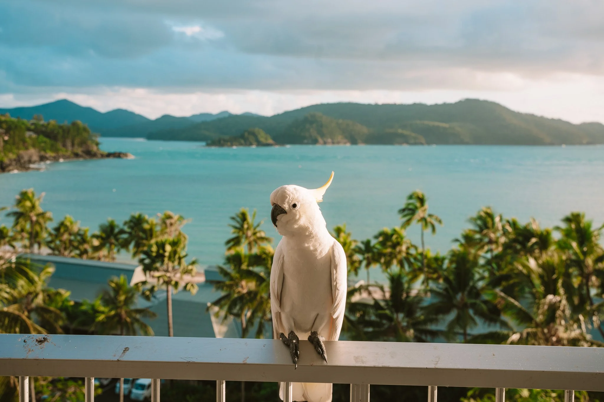 Das Great Barrier Reef hautnah erleben: Urlaub auf Hamilton Island