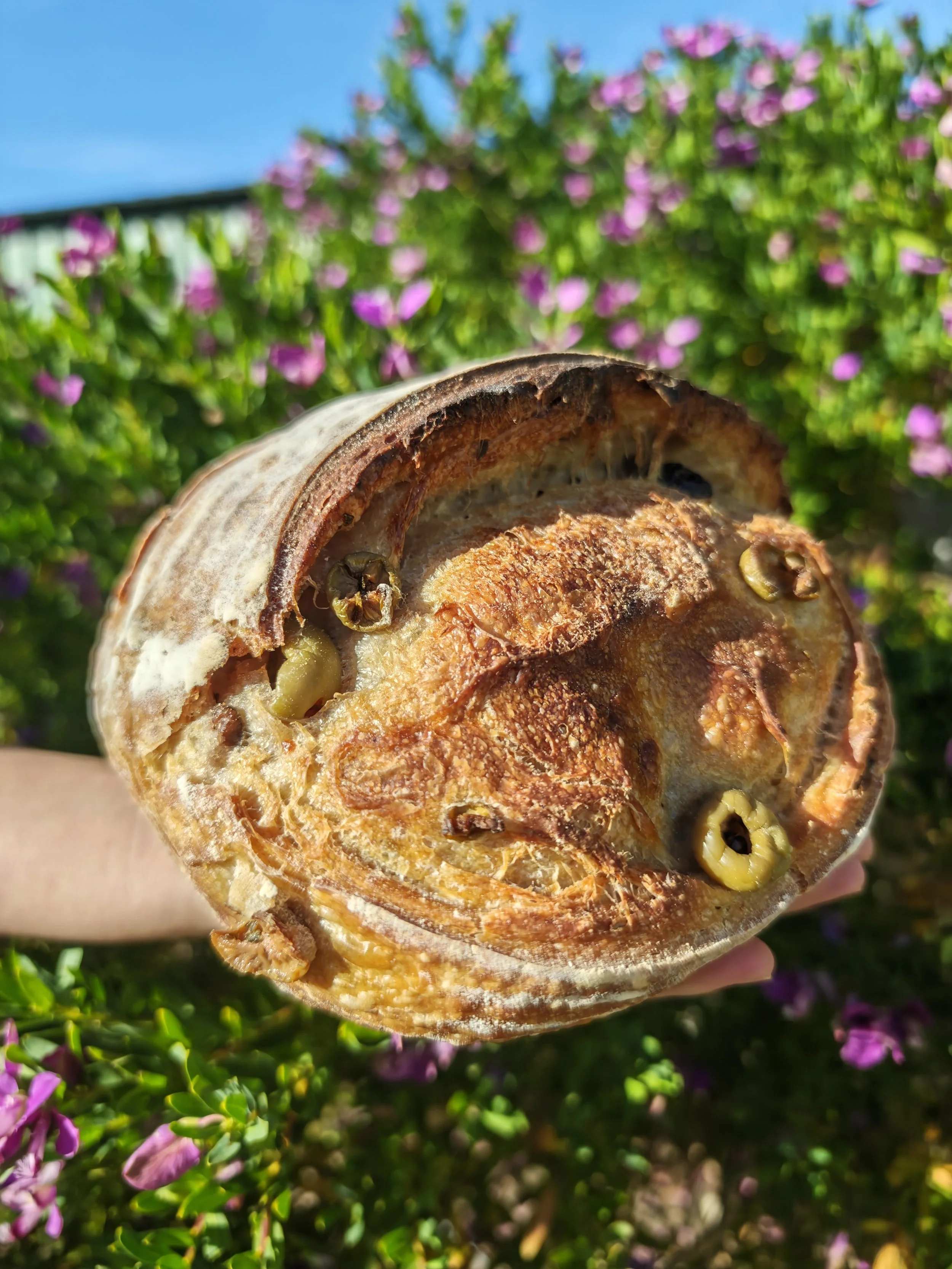 COTTO Marinated Olives and Roasted Rosemary Sourdough
