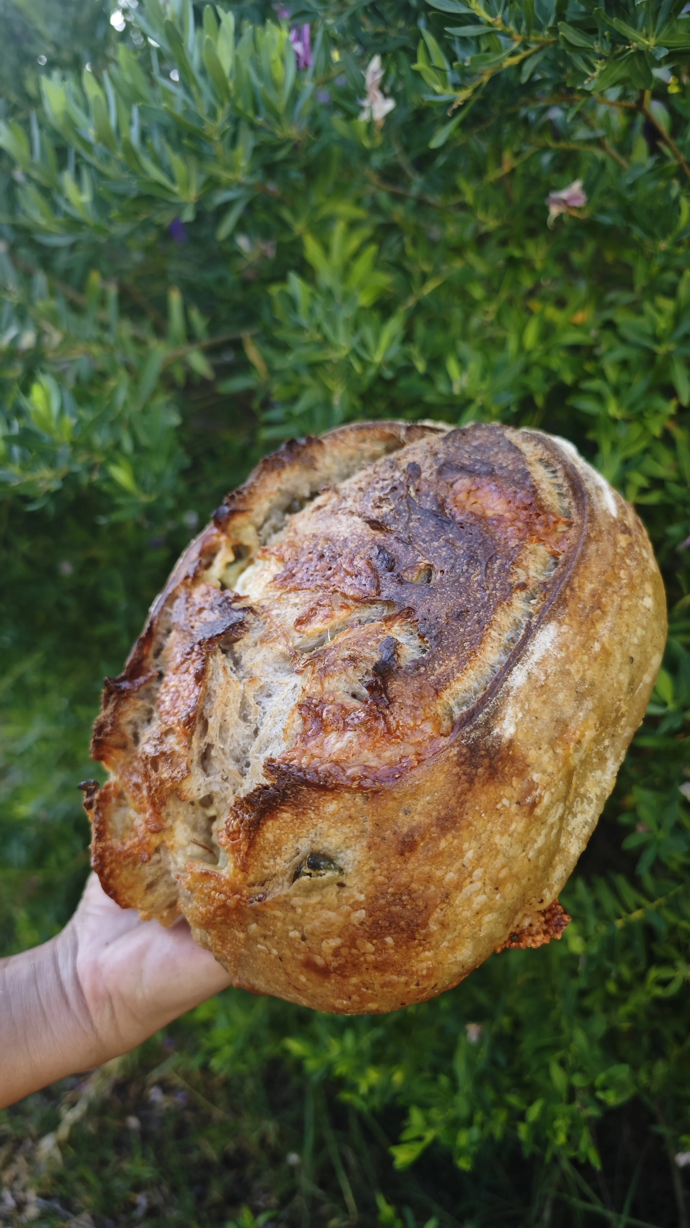 COTTO Jalapeño & Cheddar Sourdough