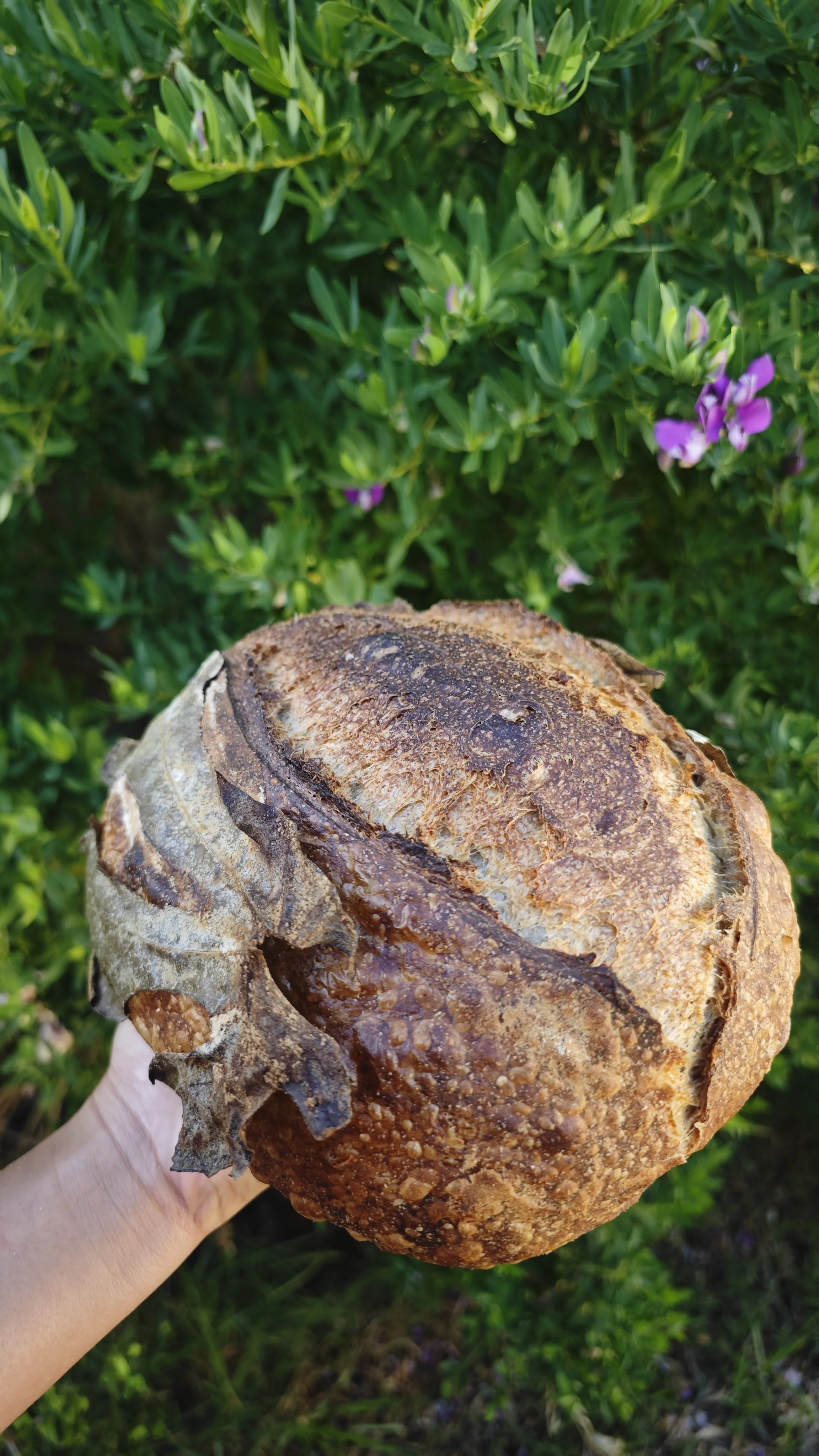 COTTO Fig Leaf Sourdough