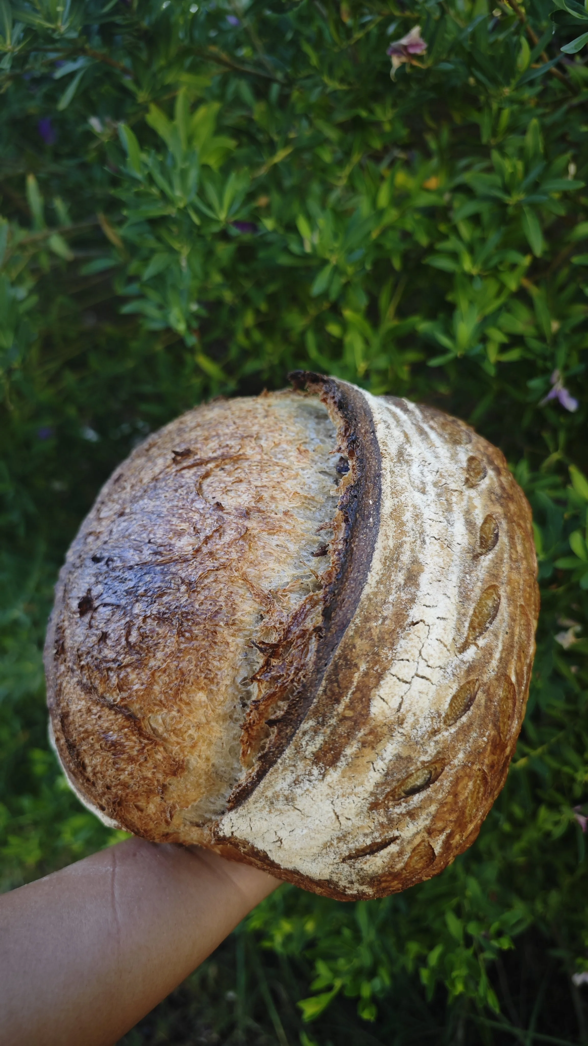 COTTO Sourdough