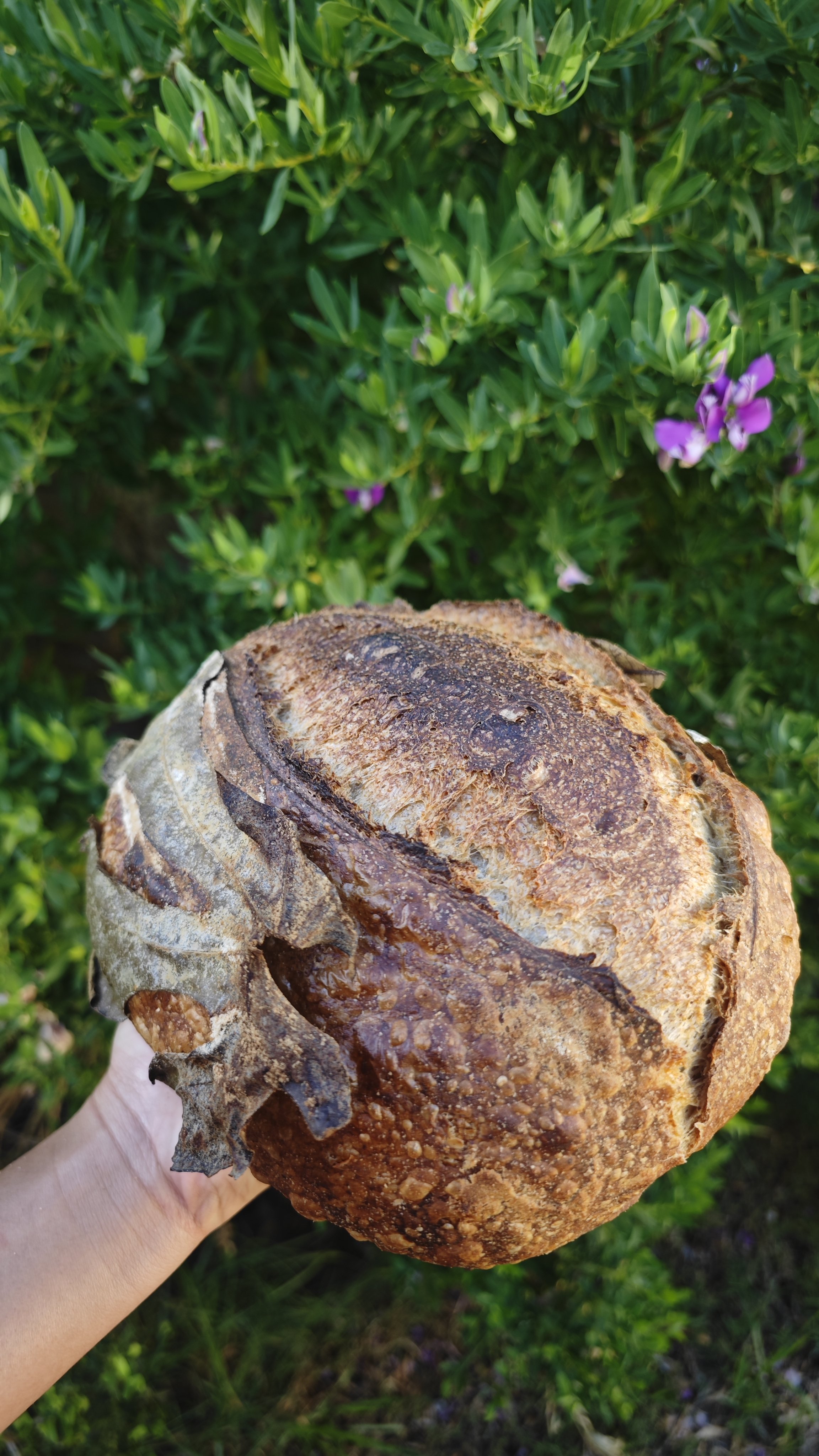 COTTO Fig Leaf Sourdough