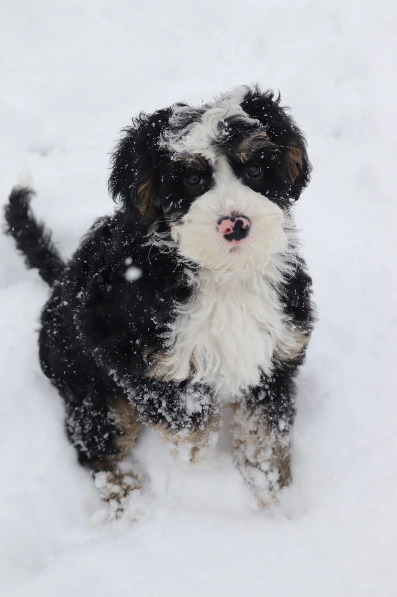 A black, white, and tan Bernedoodle puppy sitting in snow, looking up at the camera, with snow on its fur and a pink and black nose.