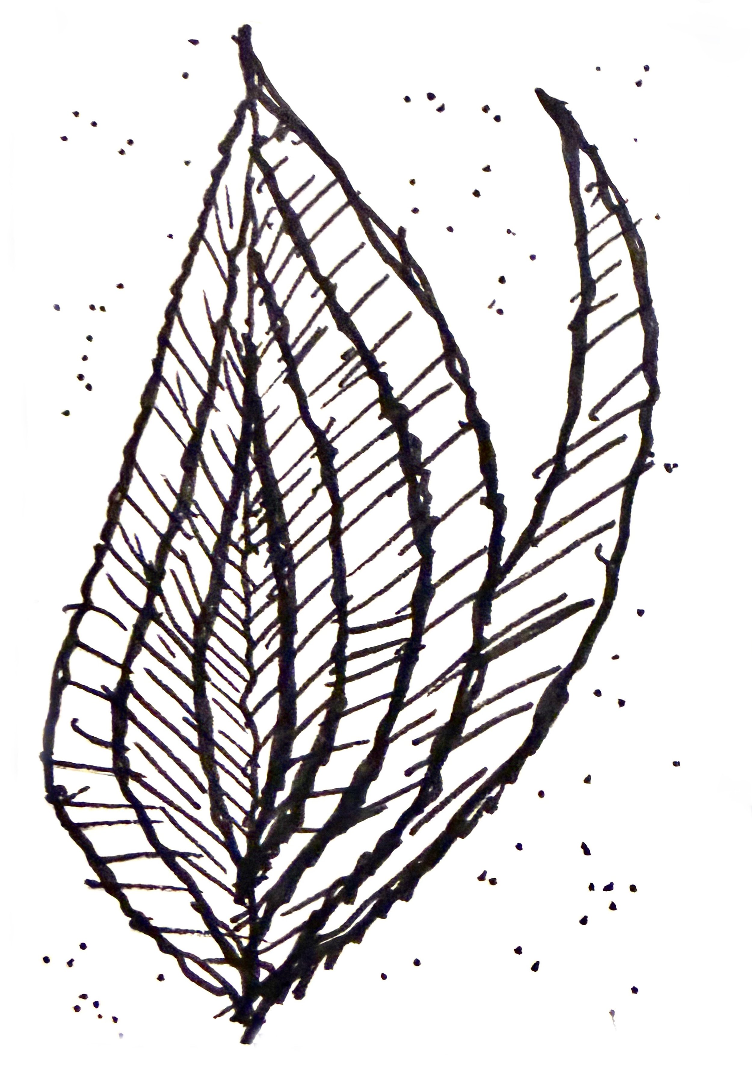 Flame Blossom Sketch Ken Lewandowski.jpg