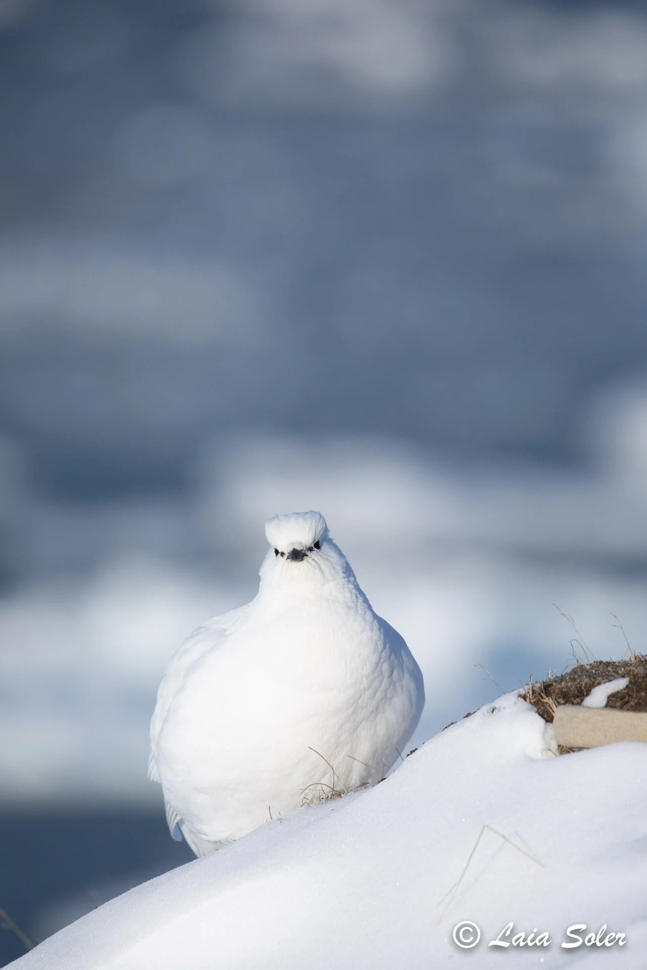 A white ptarmigan standing on snow with a dark sea with pancake ice and drift ice in the background.