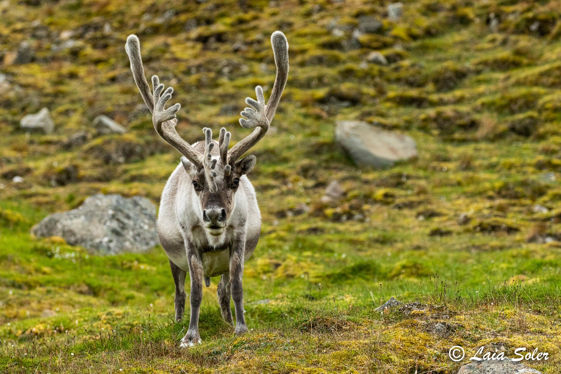 A male reindeer standing on a grassy, rocky landscape with moss and stones.