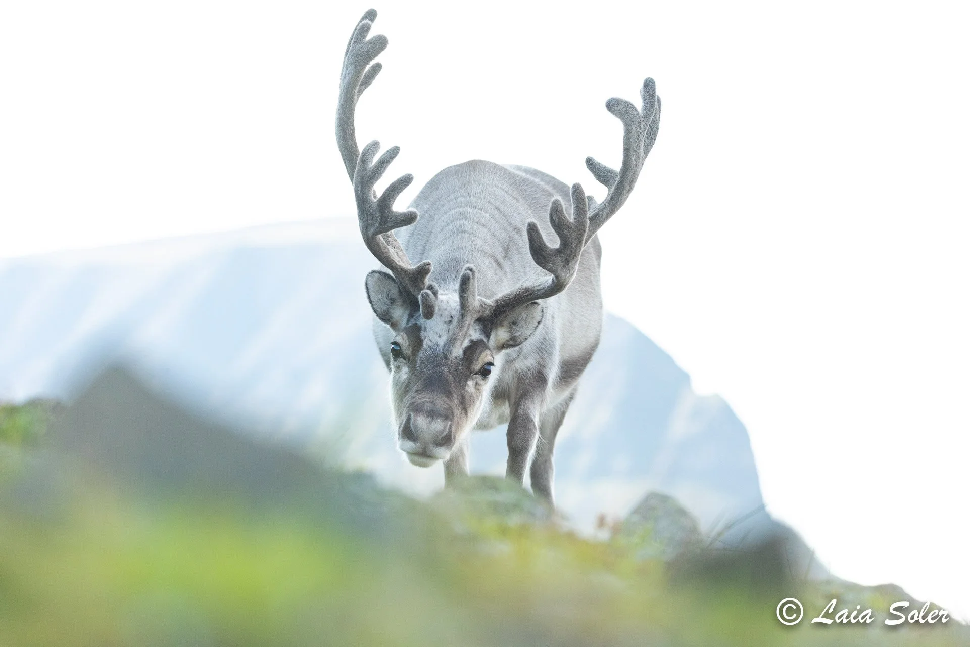 A reindeer with large antlers standing on green grass, with a blurred-out mountain in the background.
