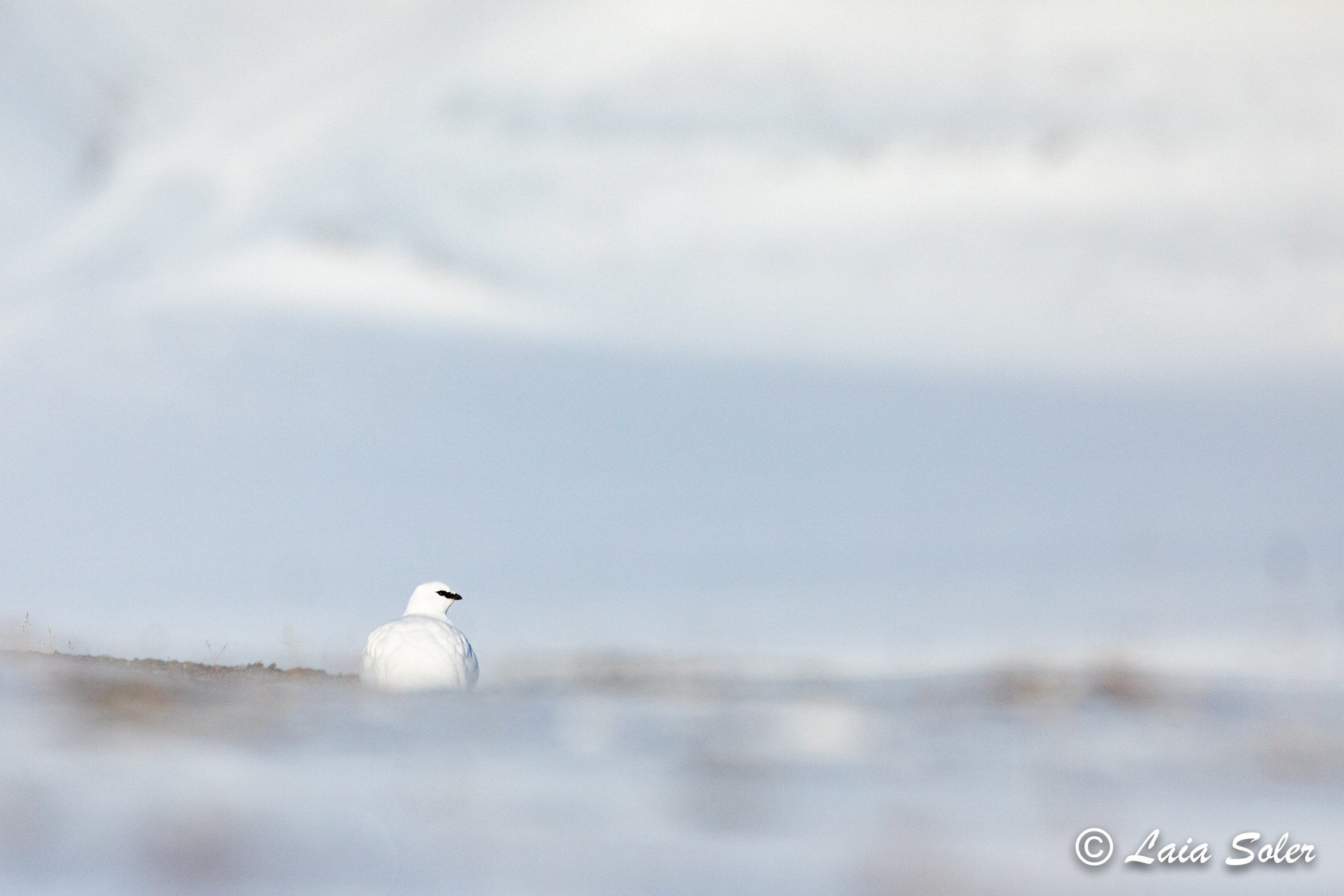 A white bird with black markings on its head stands on the ground in a snow-covered landscape. The background features a snowy mountain slope with shades of grey and white.