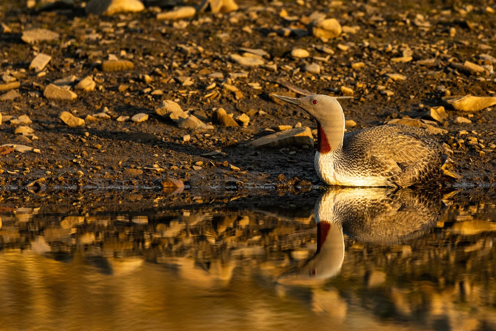 A close-up of a red-throated diver with a partially extended neck, speckled brown and white feathers, and a reddish patch on its throat, resting near the edge of a body of water during midnight sun, with a reflection visible in the water.