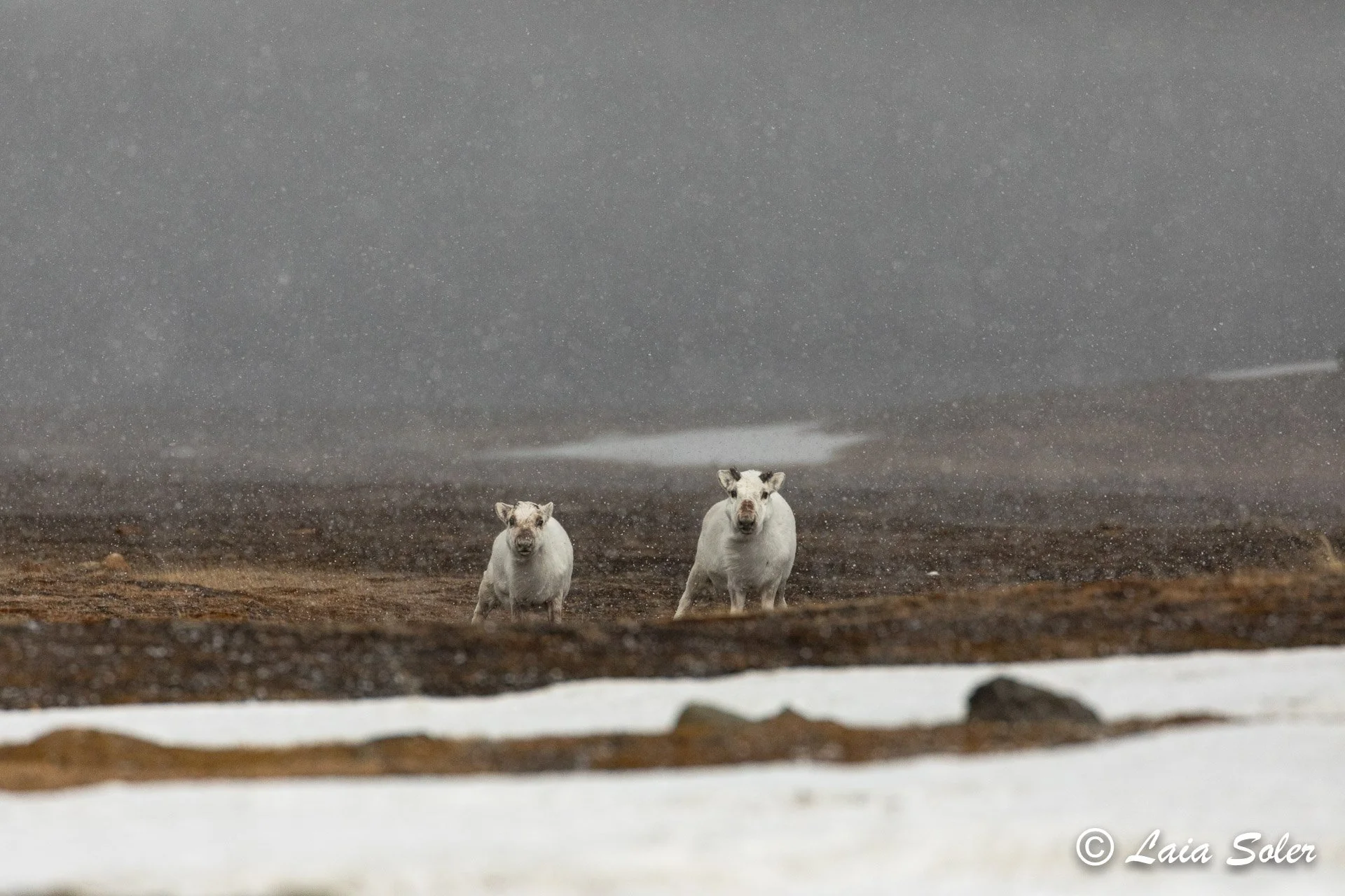 Two reindeer are standing on partially snow-covered ground in snowy weather with a cloudy, overcast sky in the background.