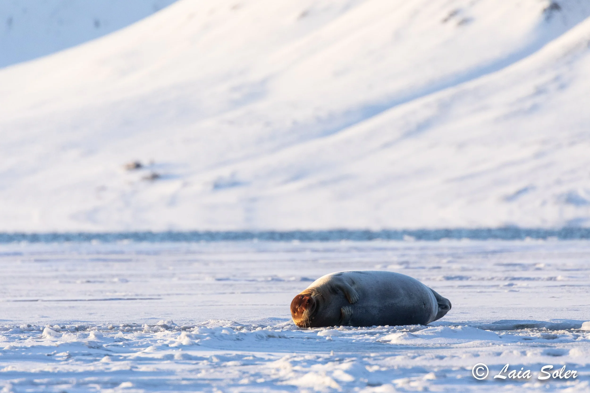 A bearded seal lying on snow-covered sea ice, with an icy landscape with snow-covered hills in the background.