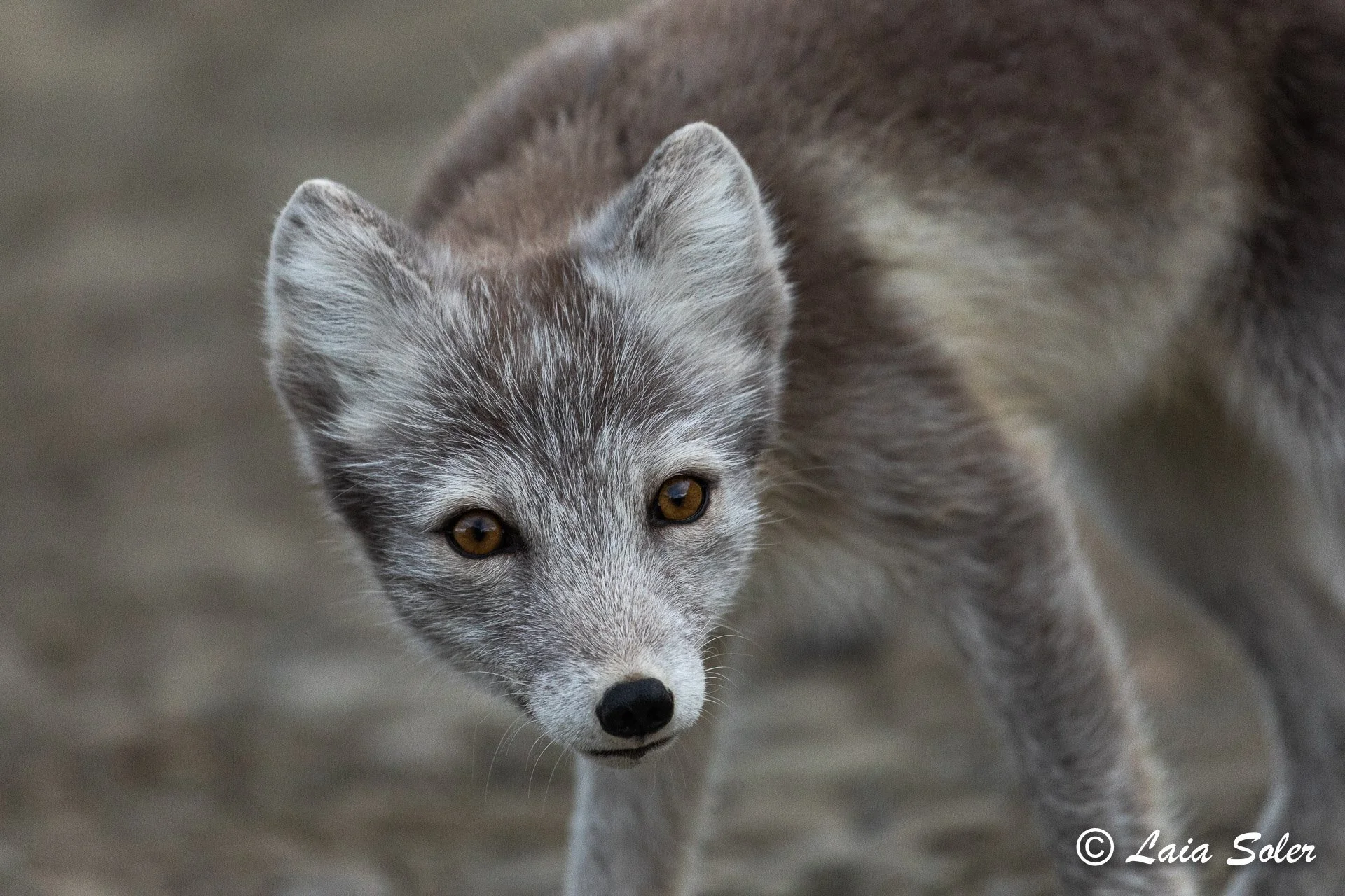 Close-up of a curious Arctic fox with amber eyes looking directly at the camera.