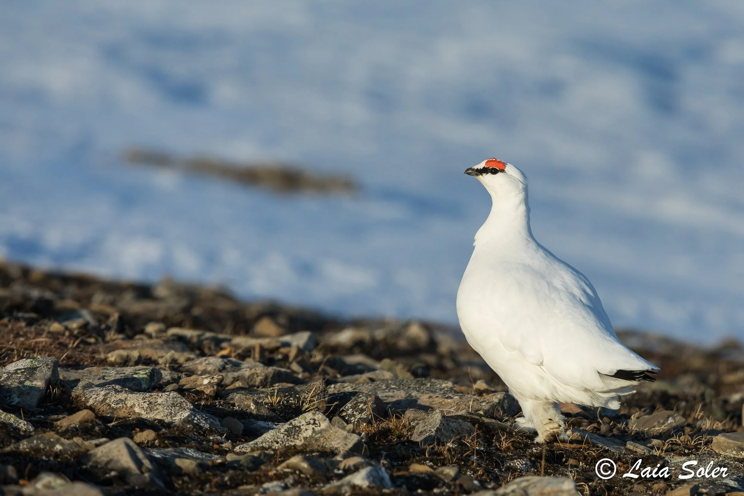 A male Svalbard rock ptarmigan with a red patch above his eye, standing on rocky ground near snow.