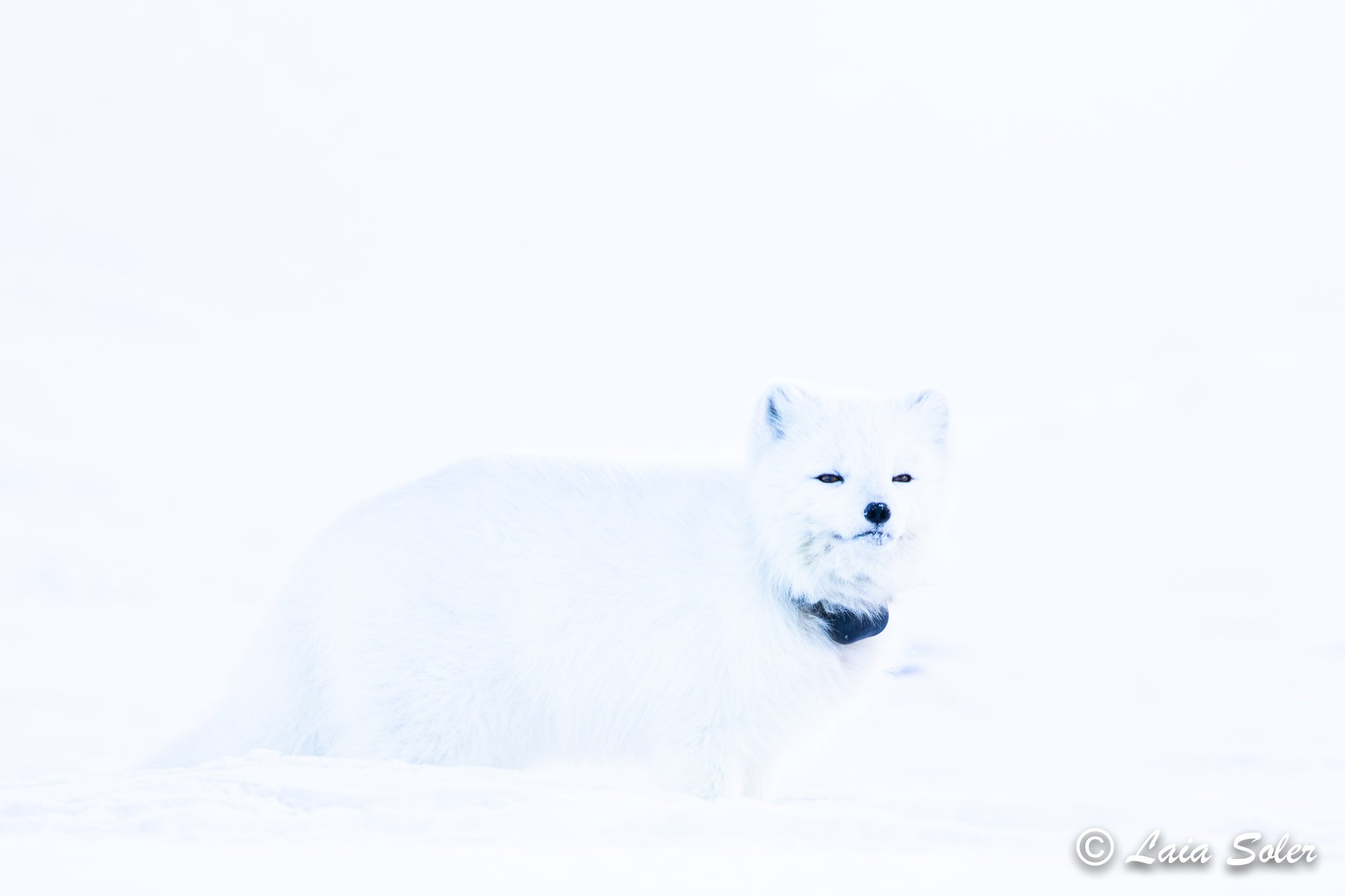 A whiteArctic fox standing in bright snow with only its face and part of its body visible, surrounded by a snowy landscape. And with a GPS collar on its neck.