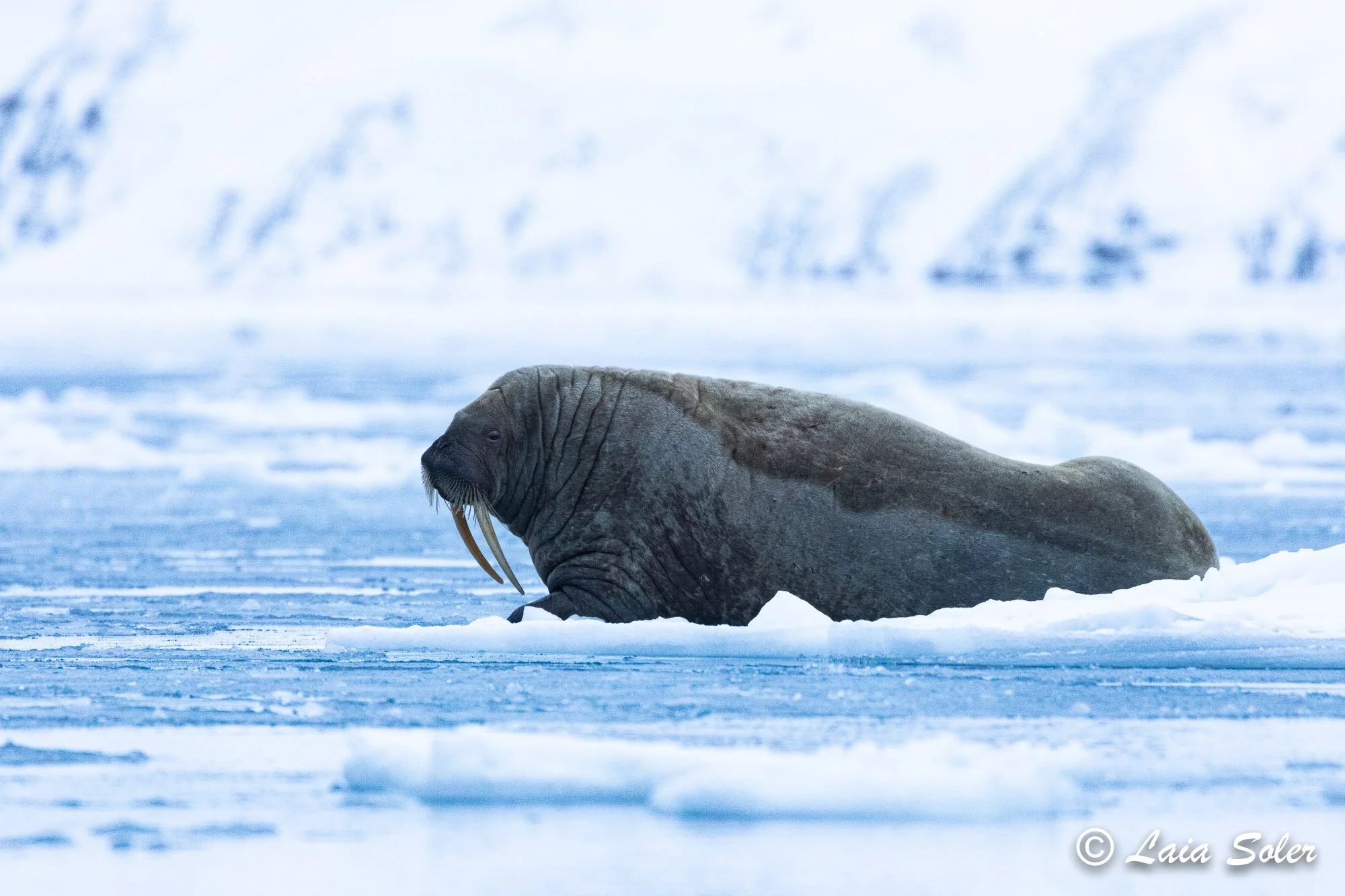 A walrus resting on snow and ice, with its head and tusks visible, in a polar environment.