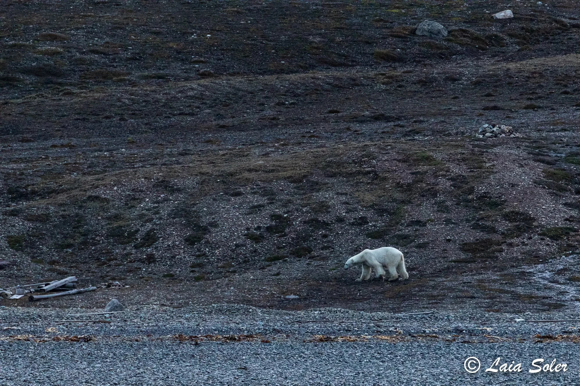 A polar bear walking across a rocky and gravelly landscape, with scattered debris on the ground, at dusk.