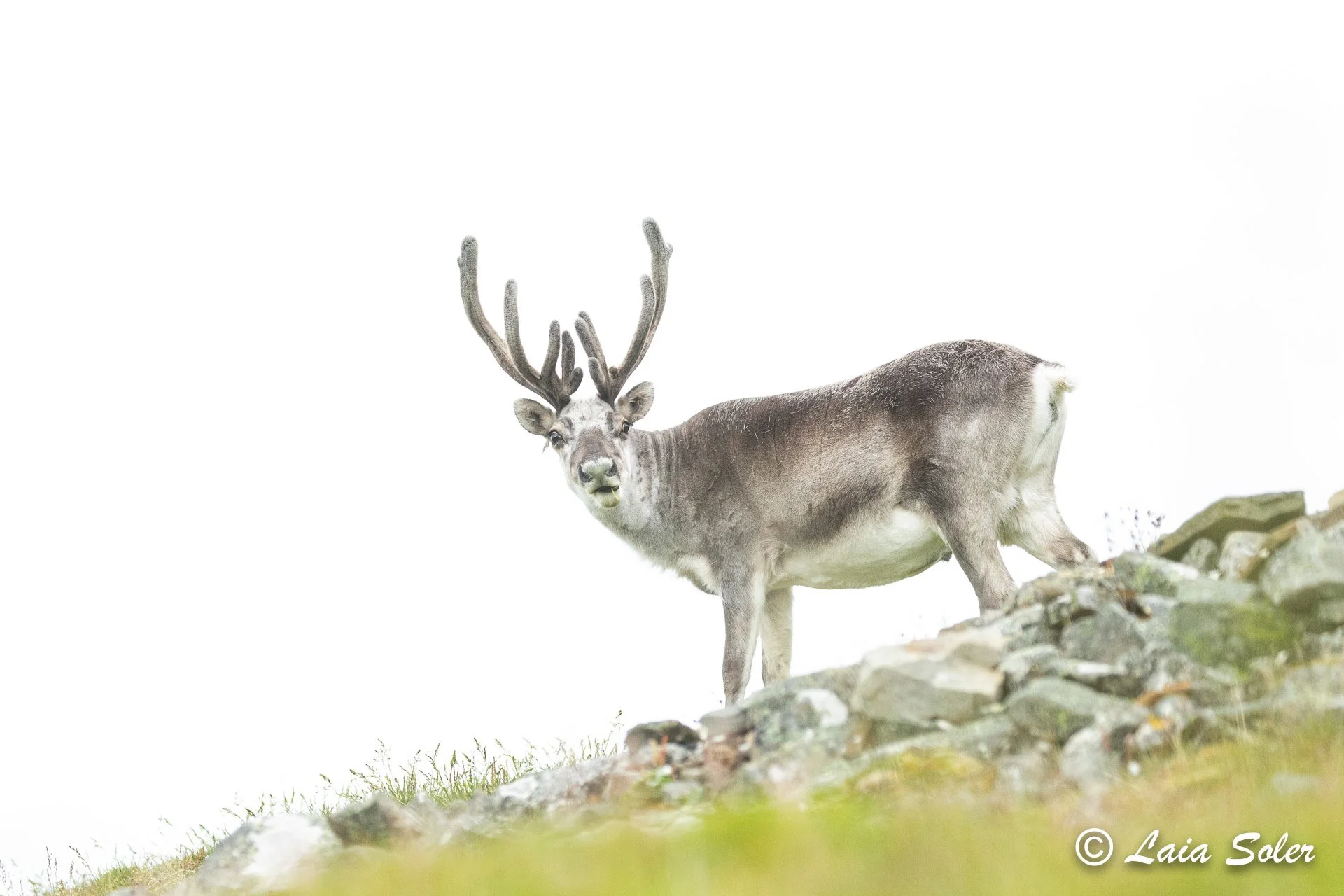 A reindeer standing on a grassy hillside with rocks, facing the camera, against a white sky.