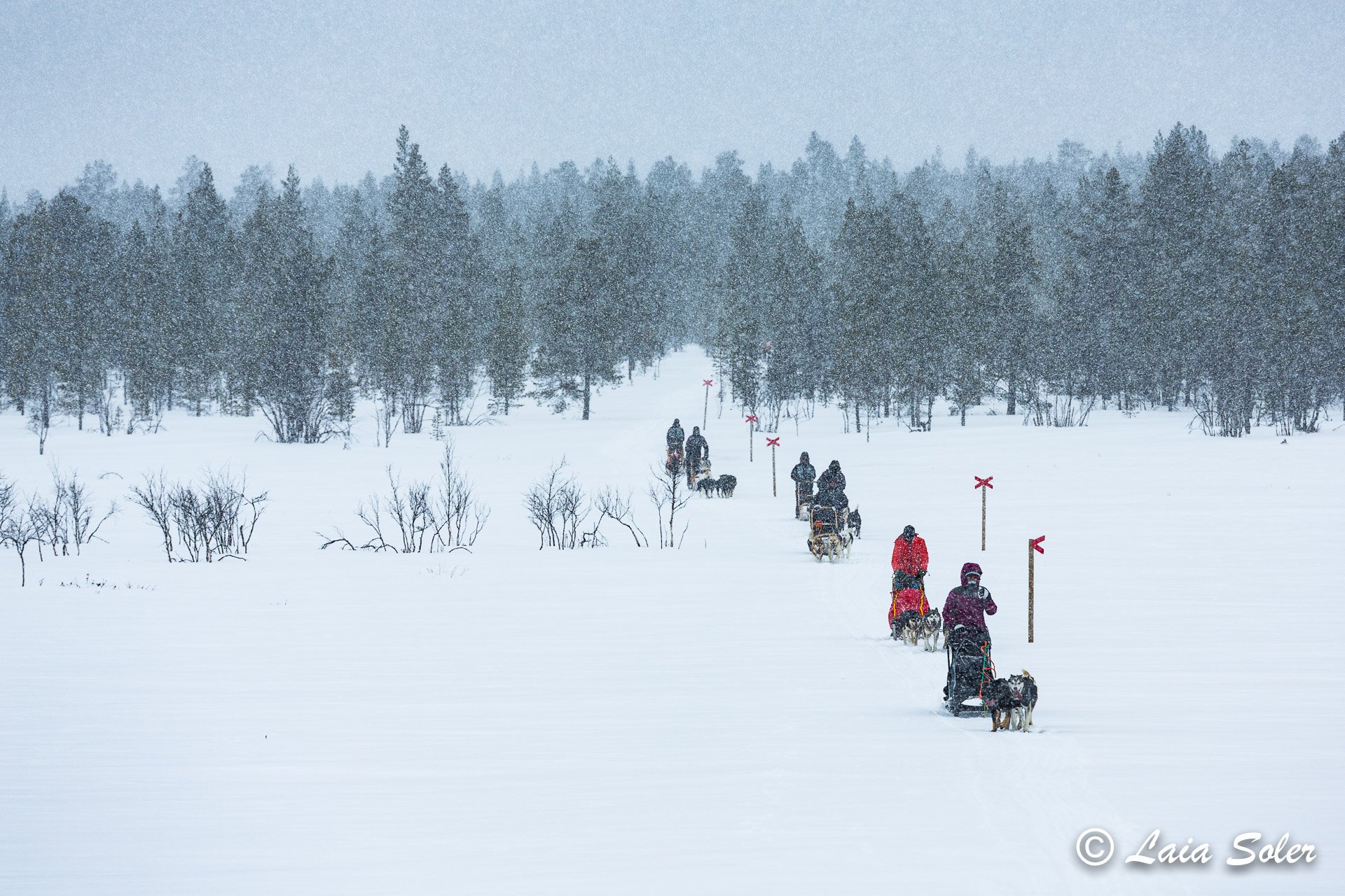 A group of people and dogs in a sled dog trip, travelling through a snowy landscape with tall trees in the background, in snowy weather.
