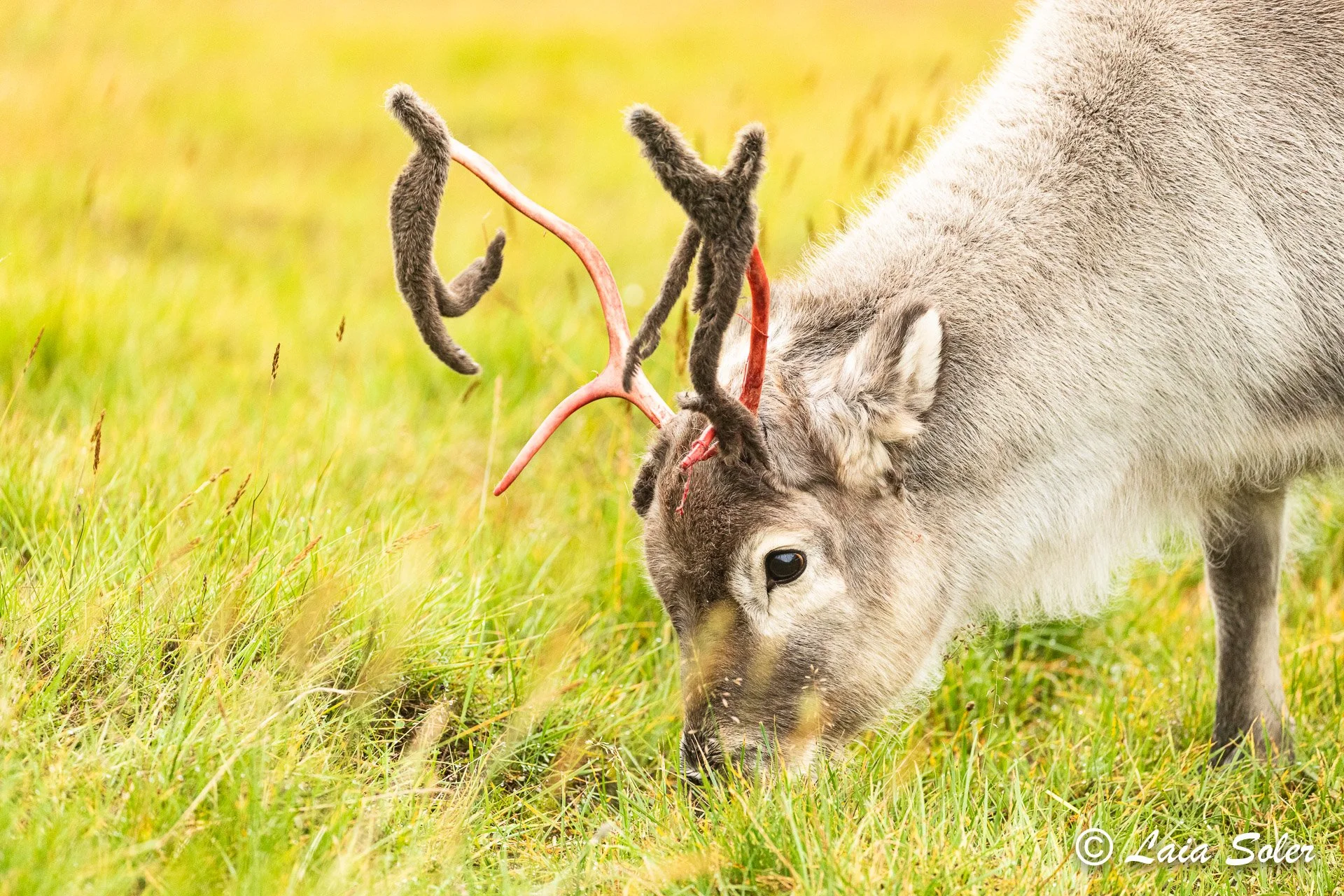 A reindeer grazing on grass in a field, with antlers freshly shedding their velvet cover.