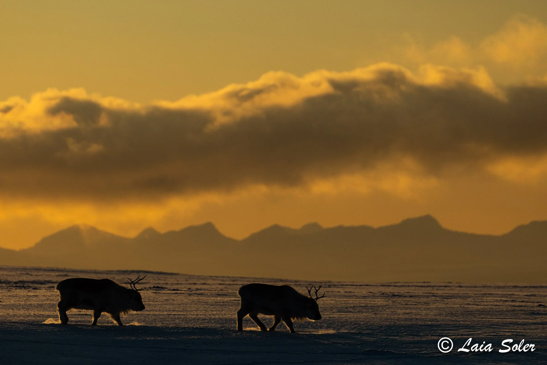 Two reindeer walking on snow at sunset with a mountain range and cloudy sky in the background.
