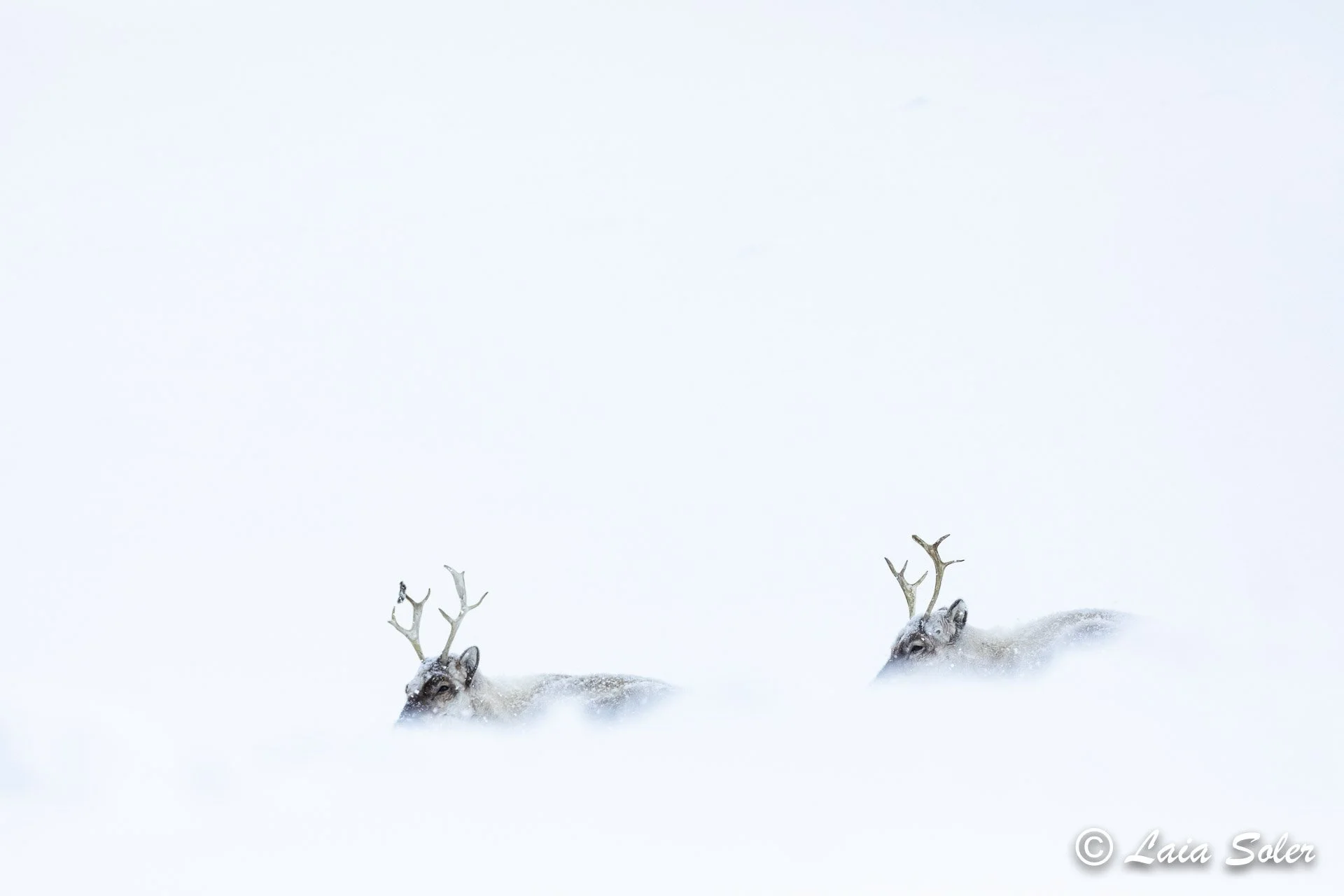 Two reindeer with antlers partially covered with snow, blending into a snow-covered landscape.