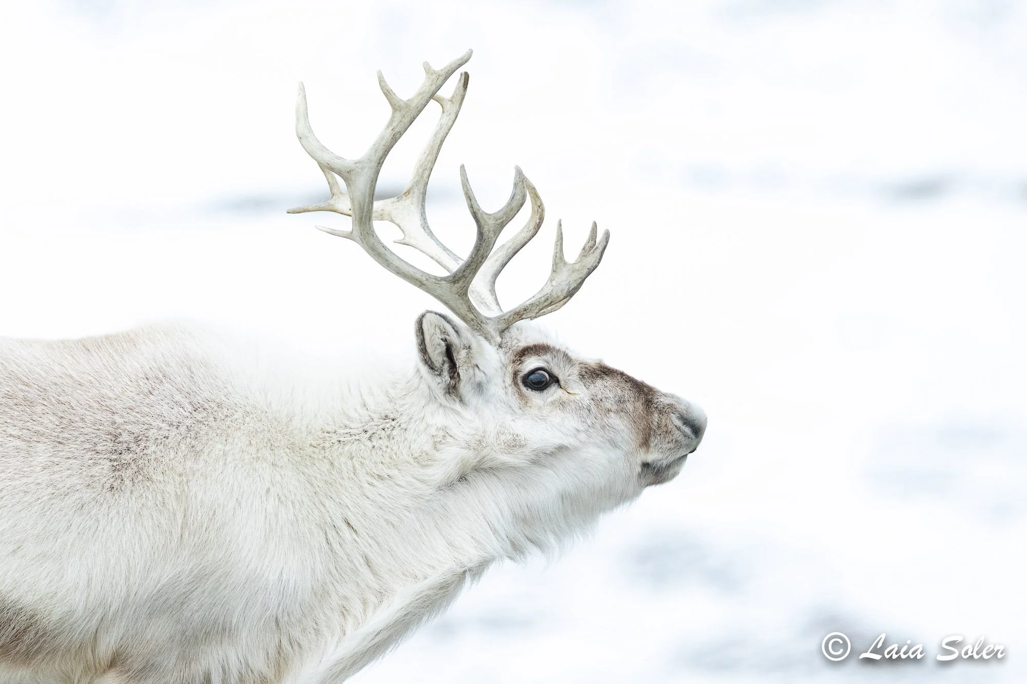 A close-up of a reindeer standing in a snowy landscape, facing right, with large antlers and grayish fur.