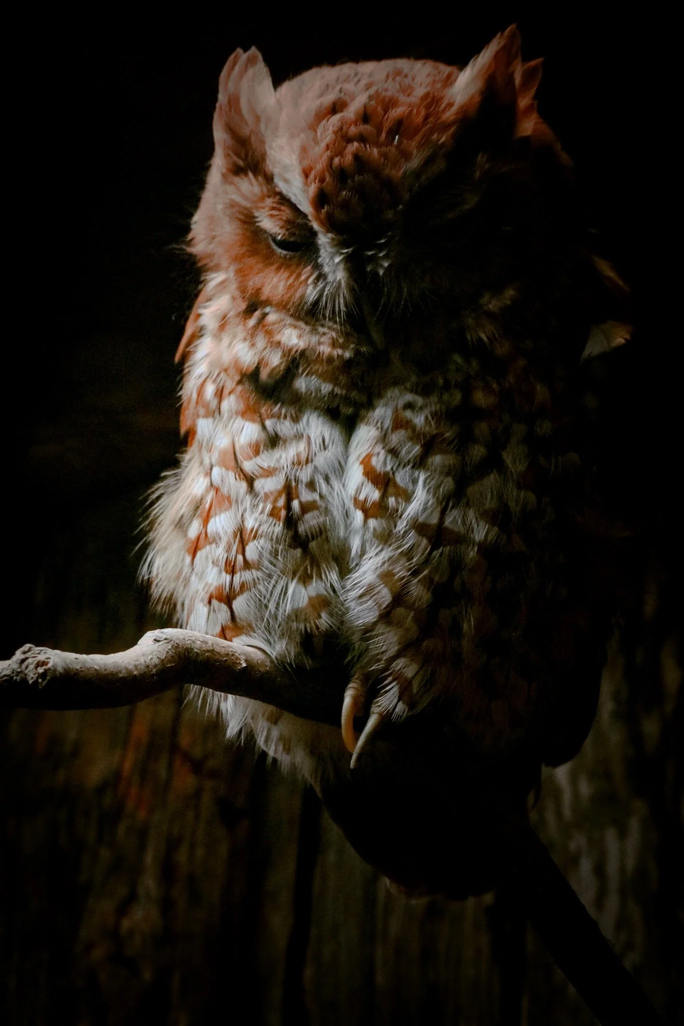 Screech Owl, Five Rivers Delta