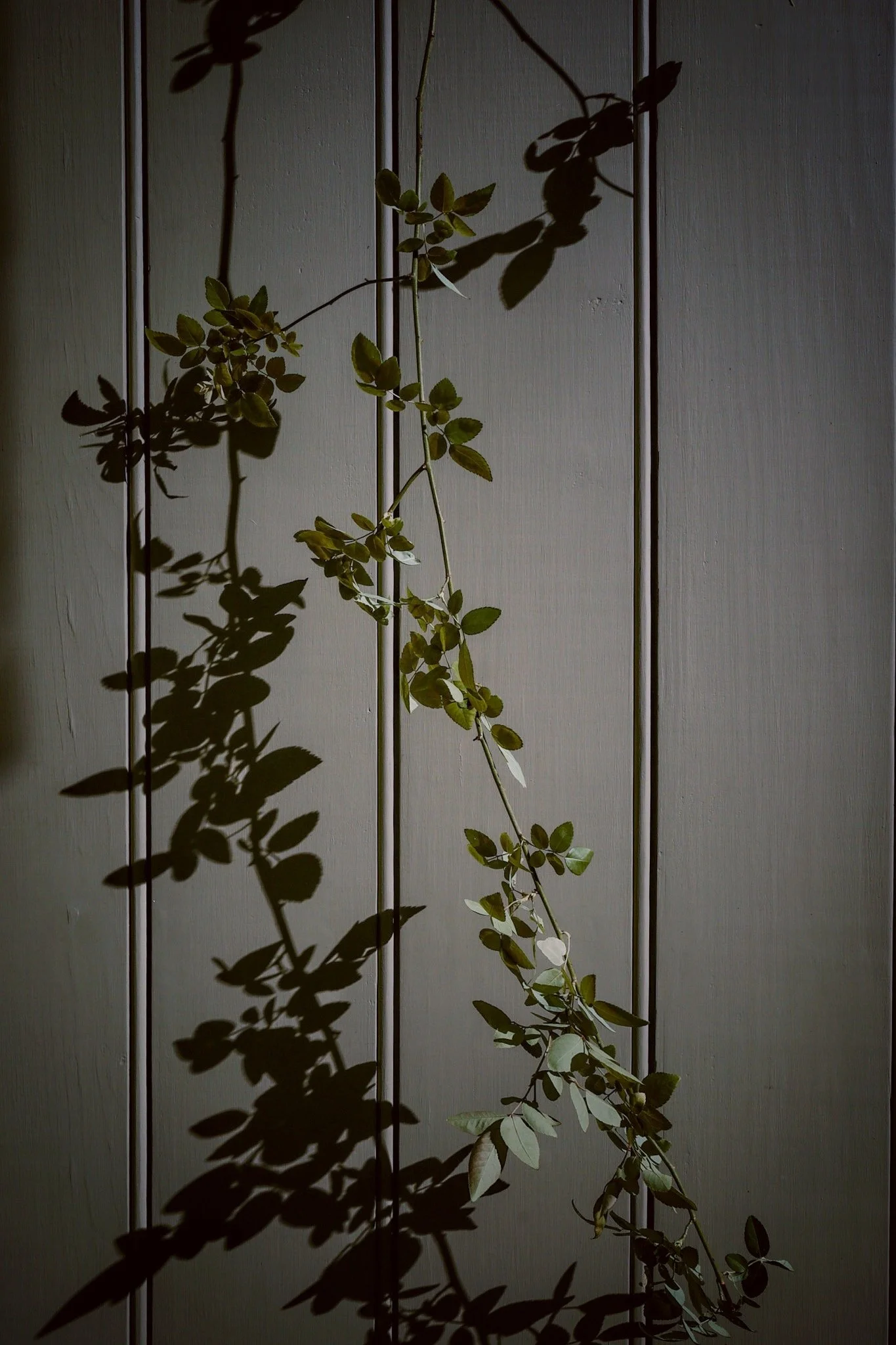 Shadow Study, New Orleans