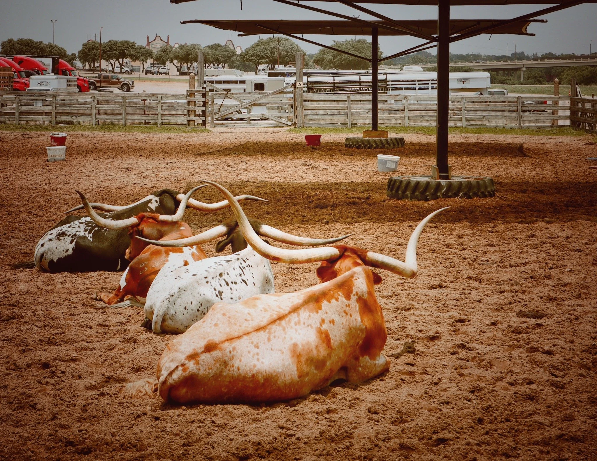 Longhorn Cattle, Fort Worth