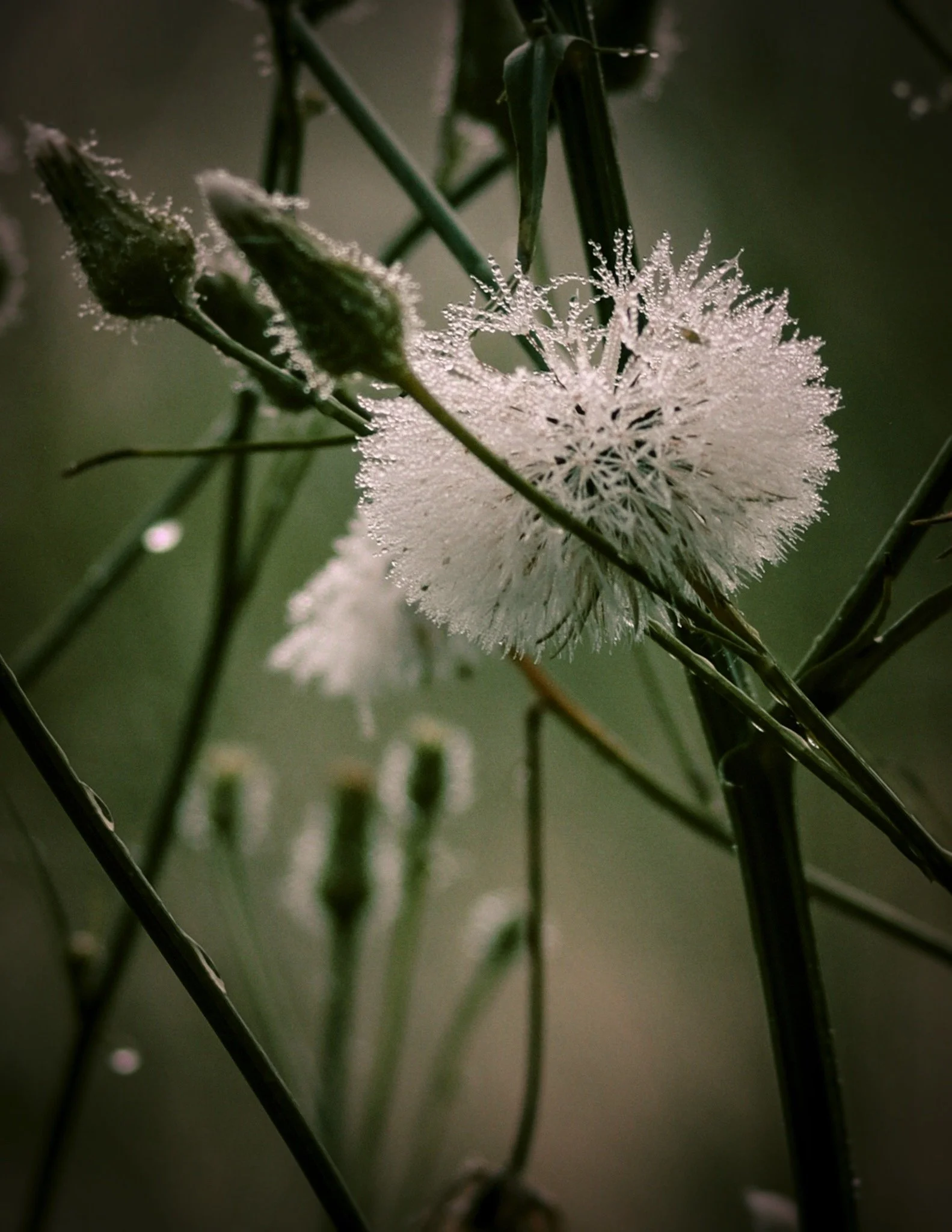 Dandelion and Dew, Gulf Coast
