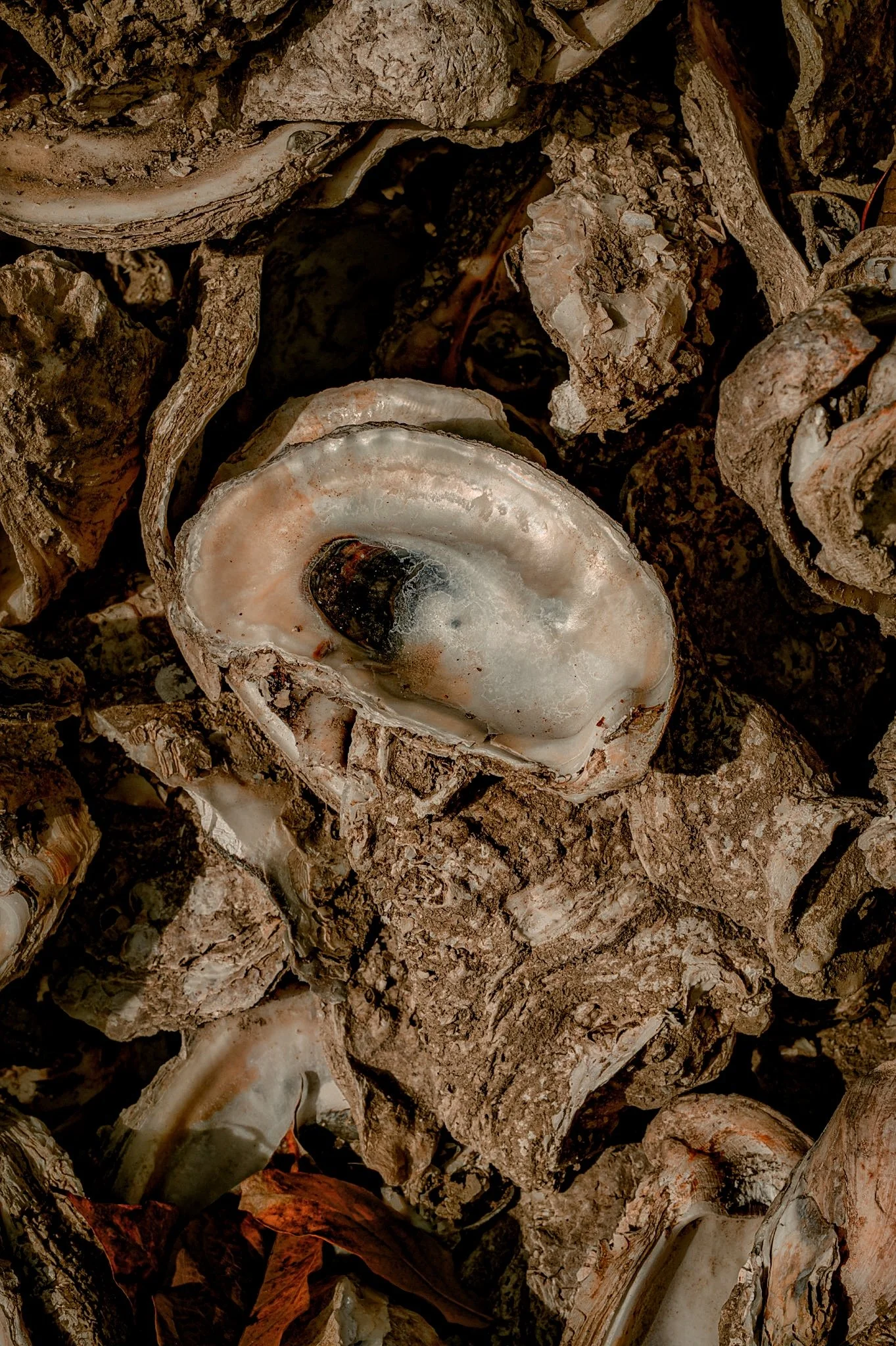 Oyster Shells, Bayou Le Batre