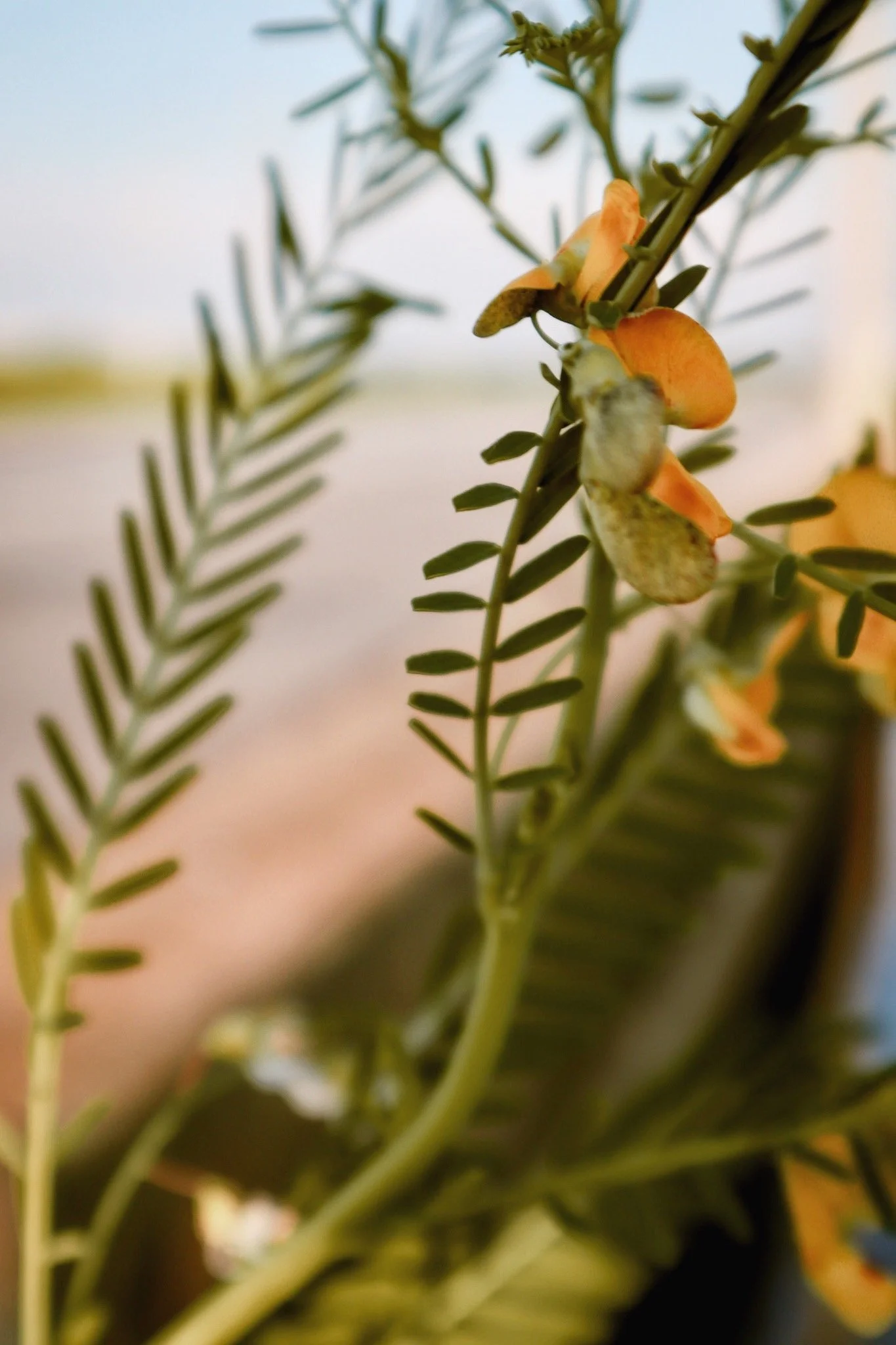 Ferns On the Causeway, Mobile