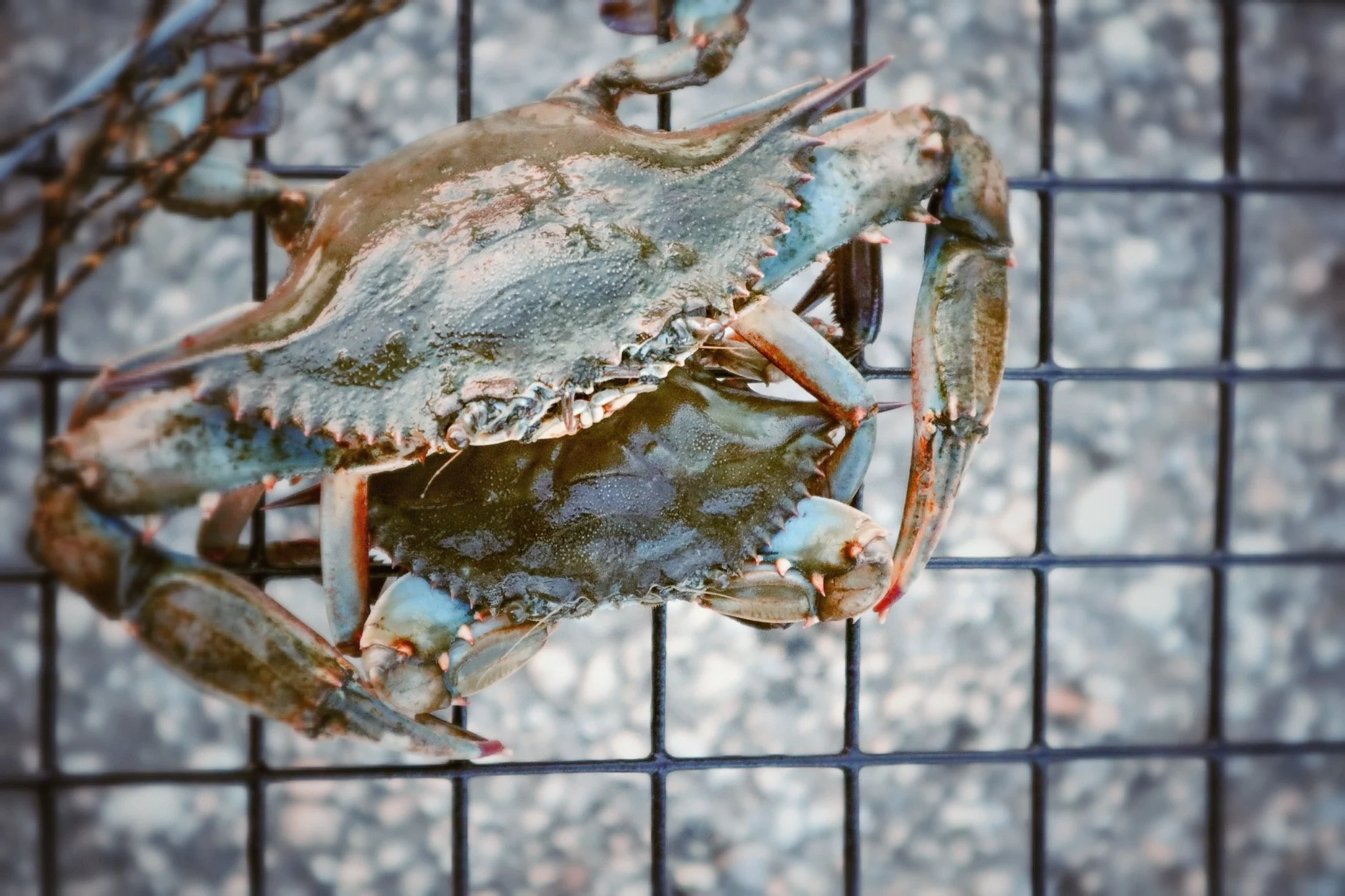 Blue Crabs, Gulf Coast