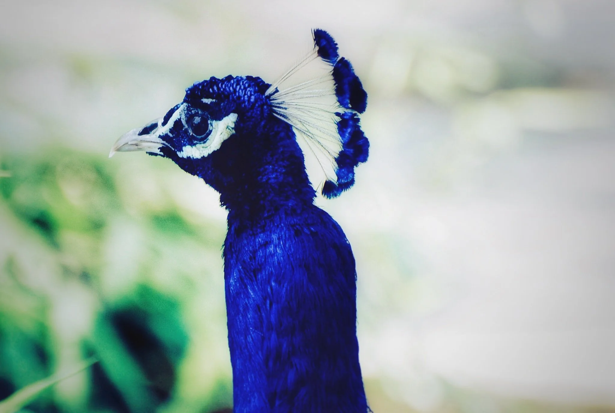 Blue Peacock, Gulf Shores