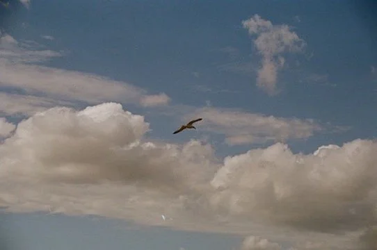 5685B558-02F1-47B1-9022-A4D734817CE2_4_5005_c.jpeg