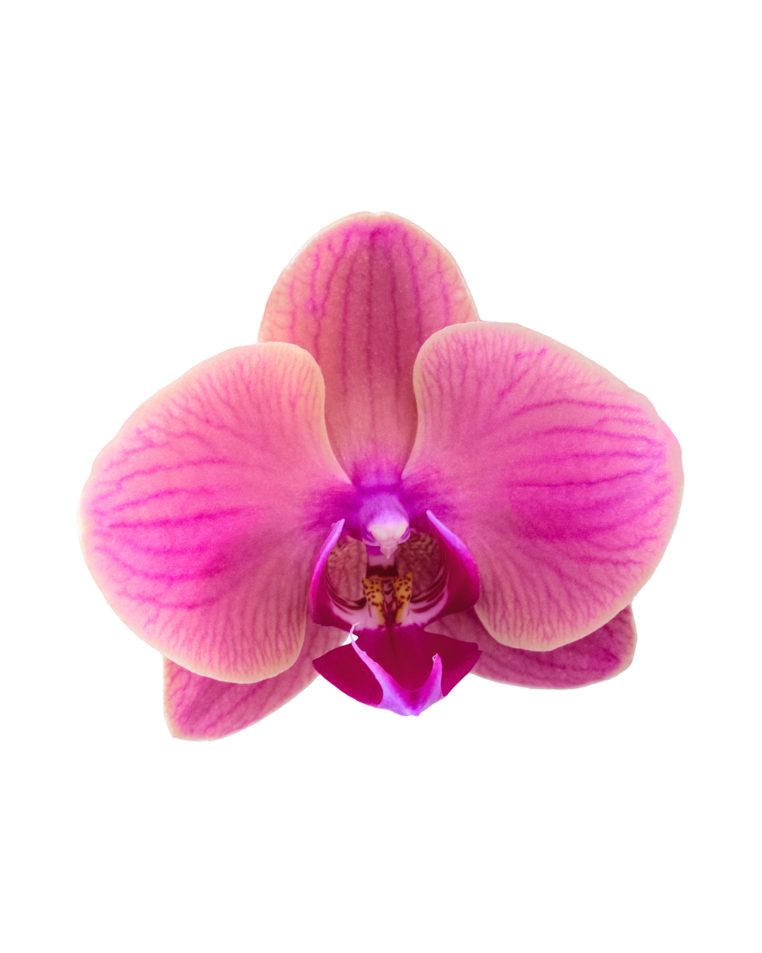 Close-up of a pink Phalaenopsis orchid flower with yellow and purple markings on the center petals.