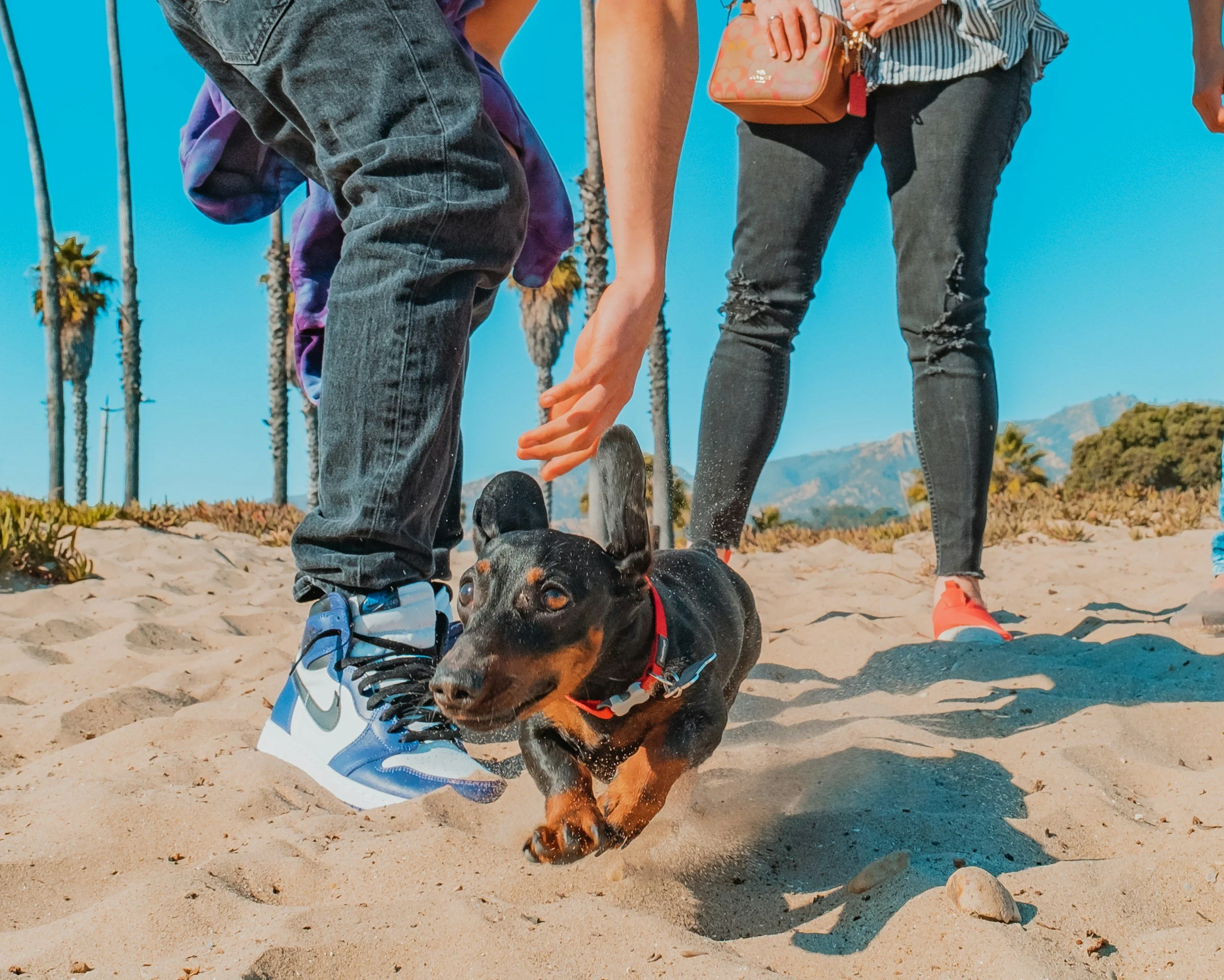 A black and tan dog running on a sandy beach, pursued by several people, with some of them extending their hands toward the dog. Palm trees and mountains are visible in the background, under a clear blue sky.