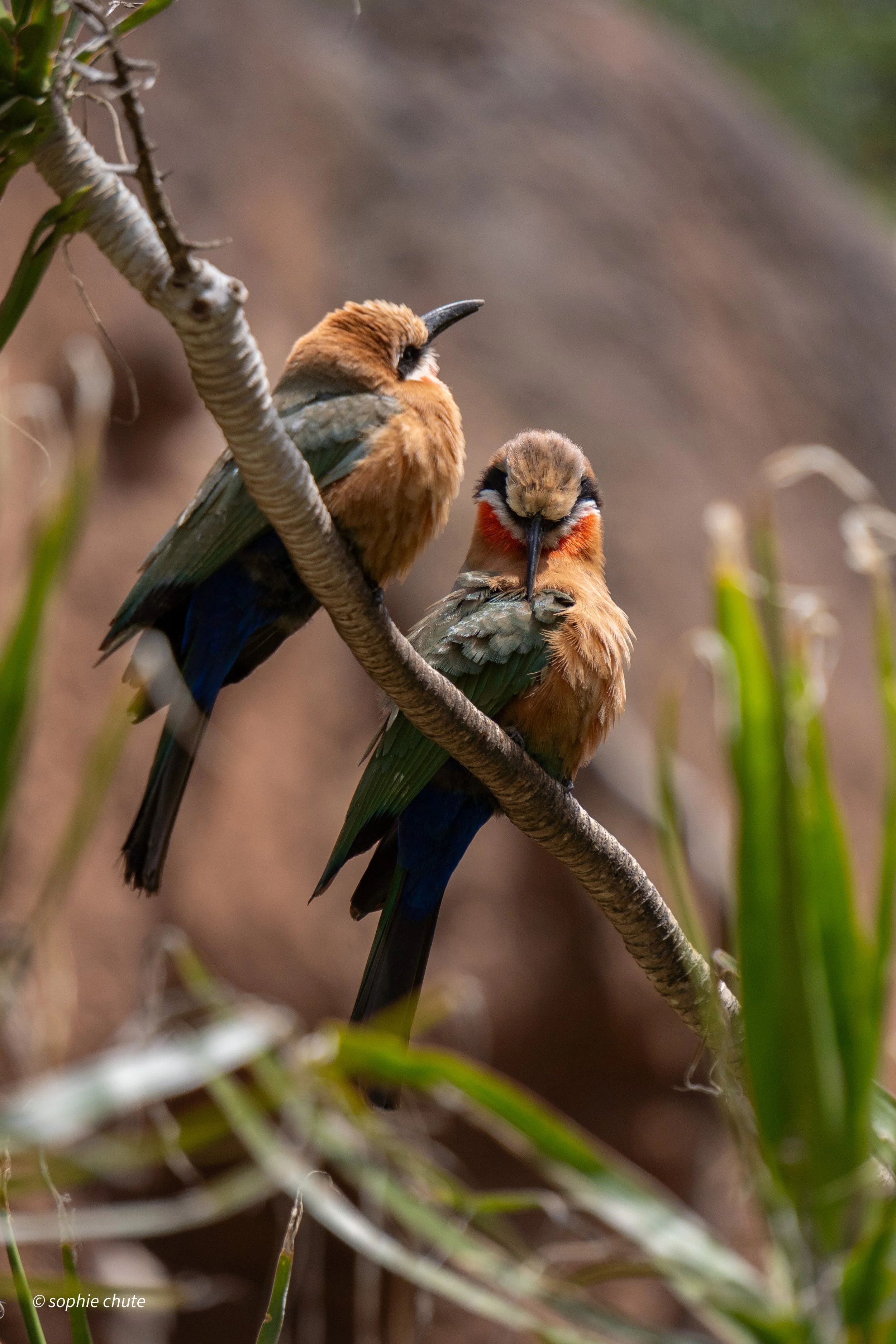 Perched Pair
