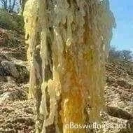 Which Boswellia frankincense can be chewed