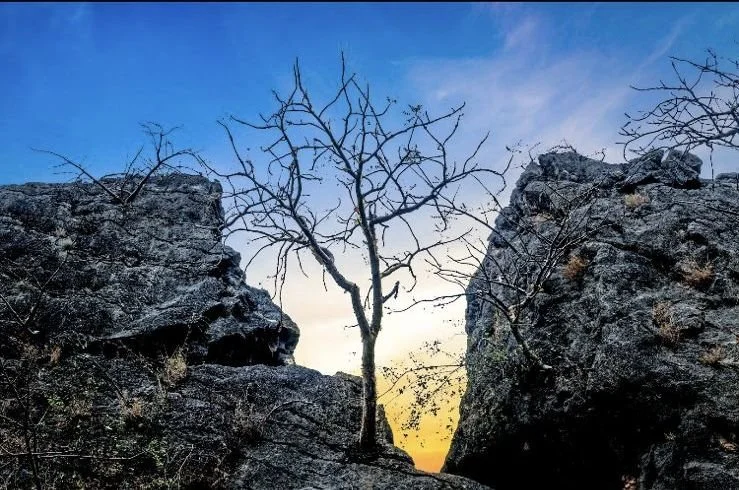 sacra treebeautiful.jpg