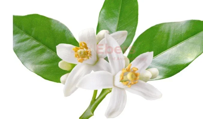 Mystical Egyptian Neroli and Frankincense Boswellia neglecta Calming Serum-30mls