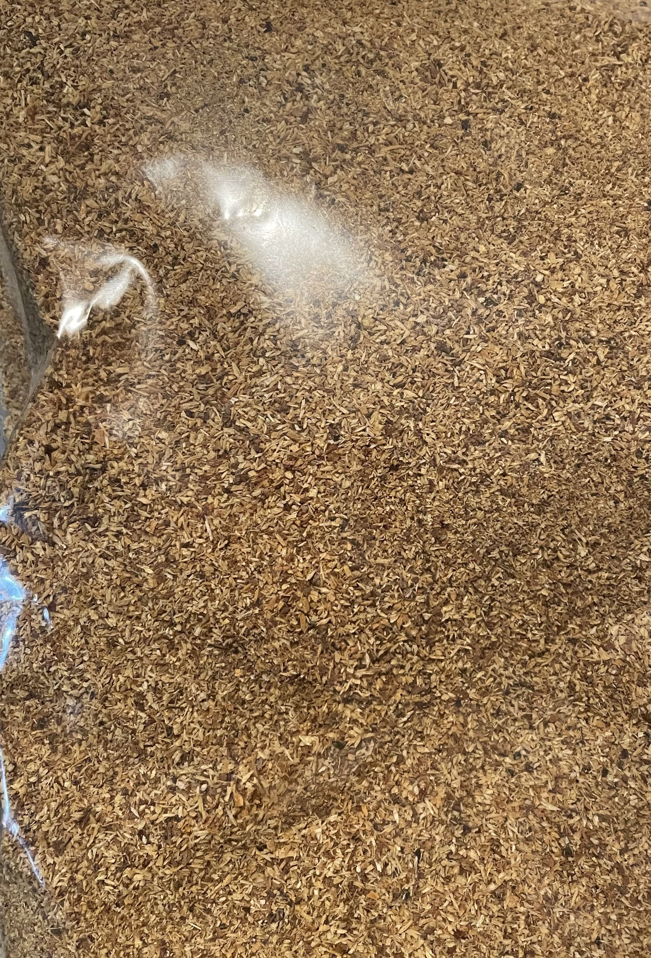 palo santo powder.jpg